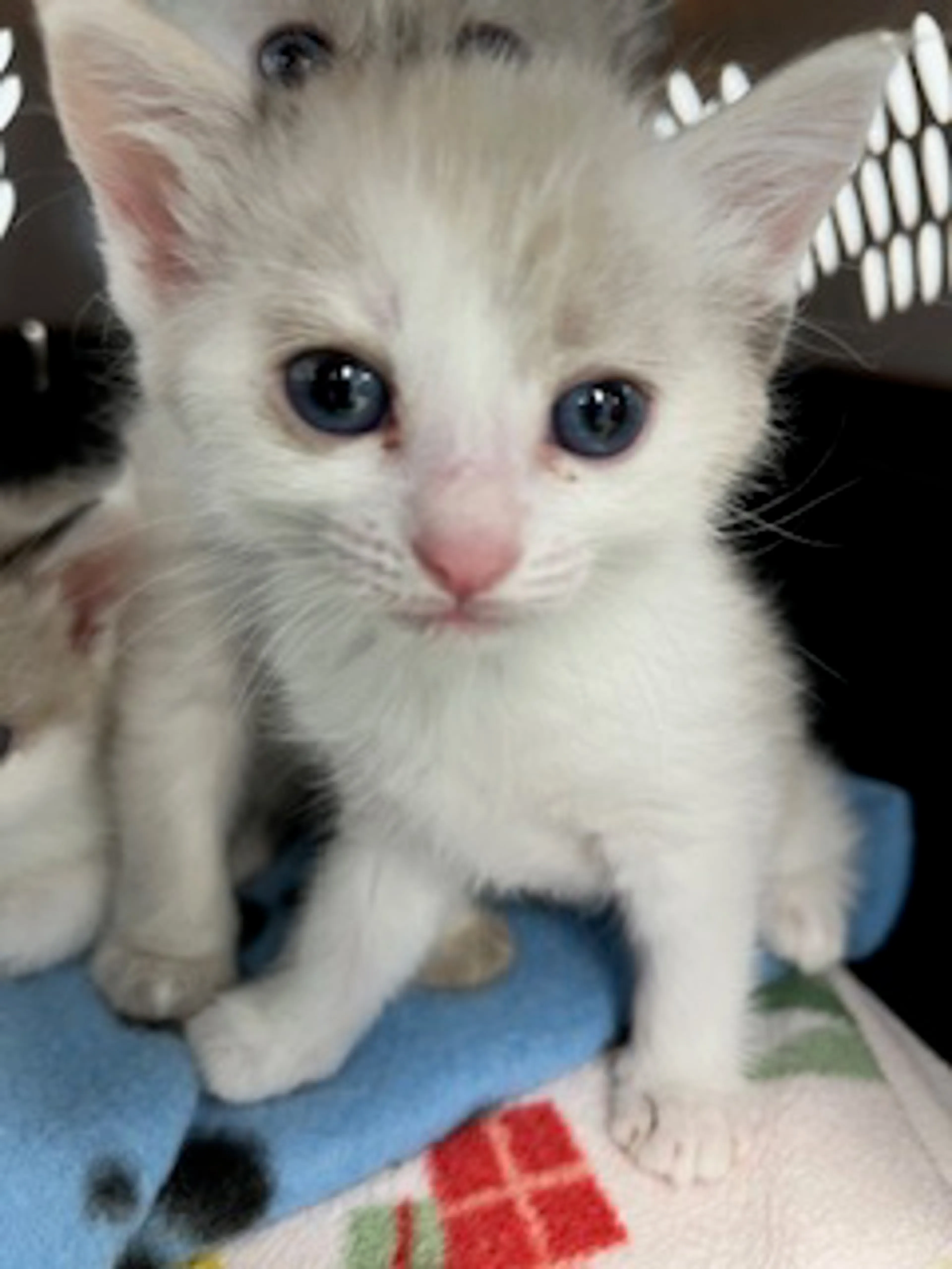 Found pet-0