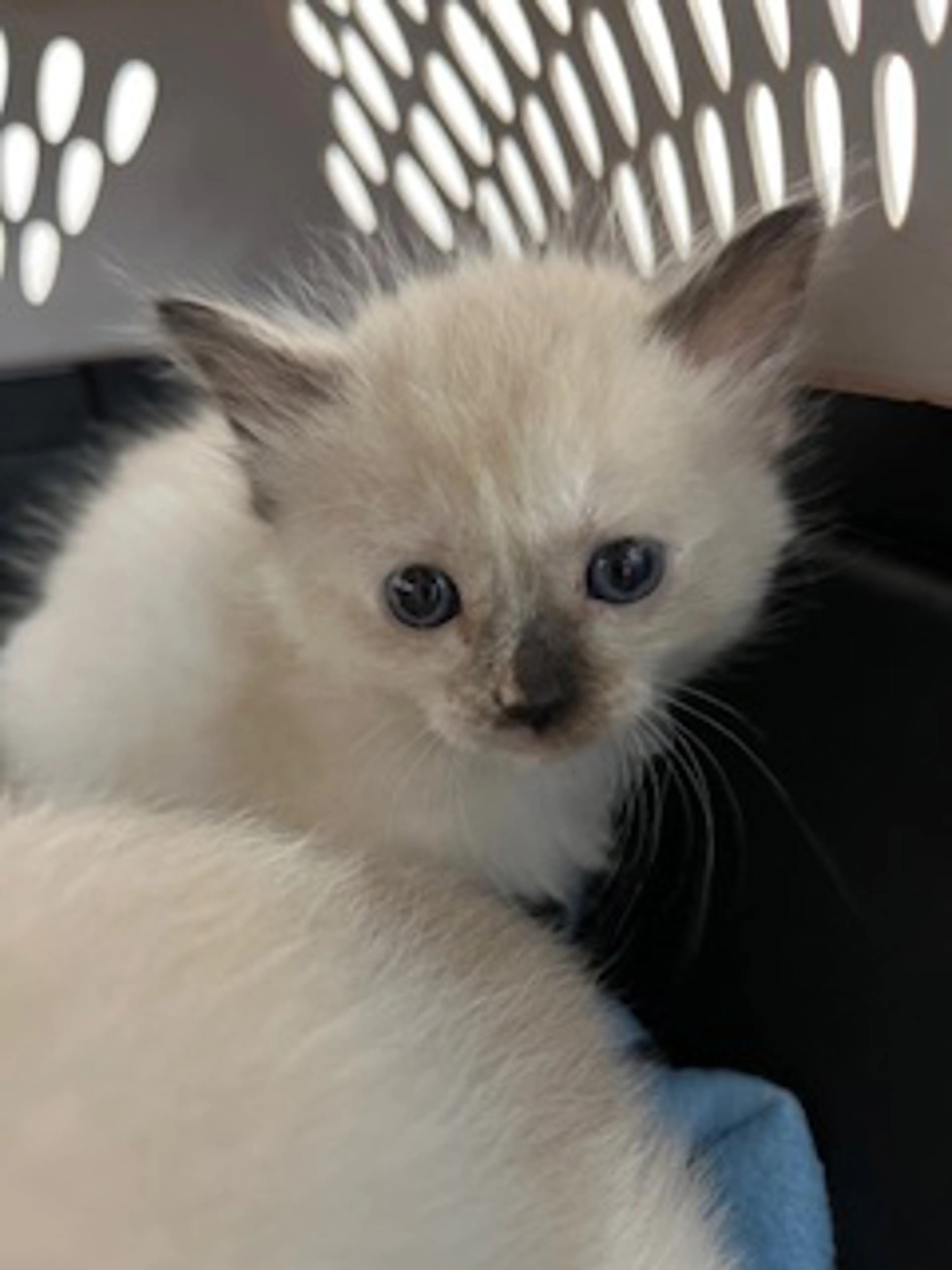 Found pet-0