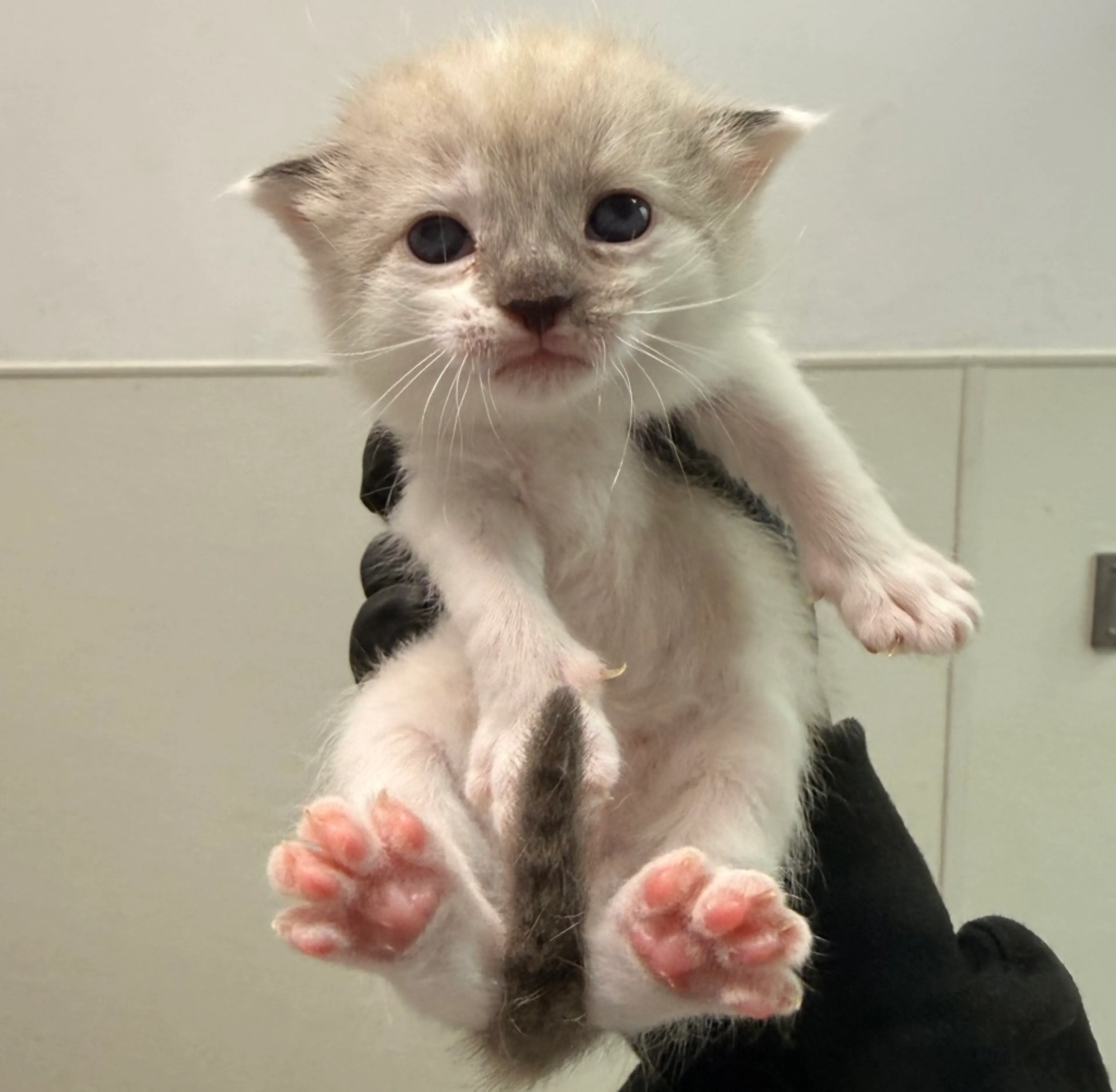 Found pet-1