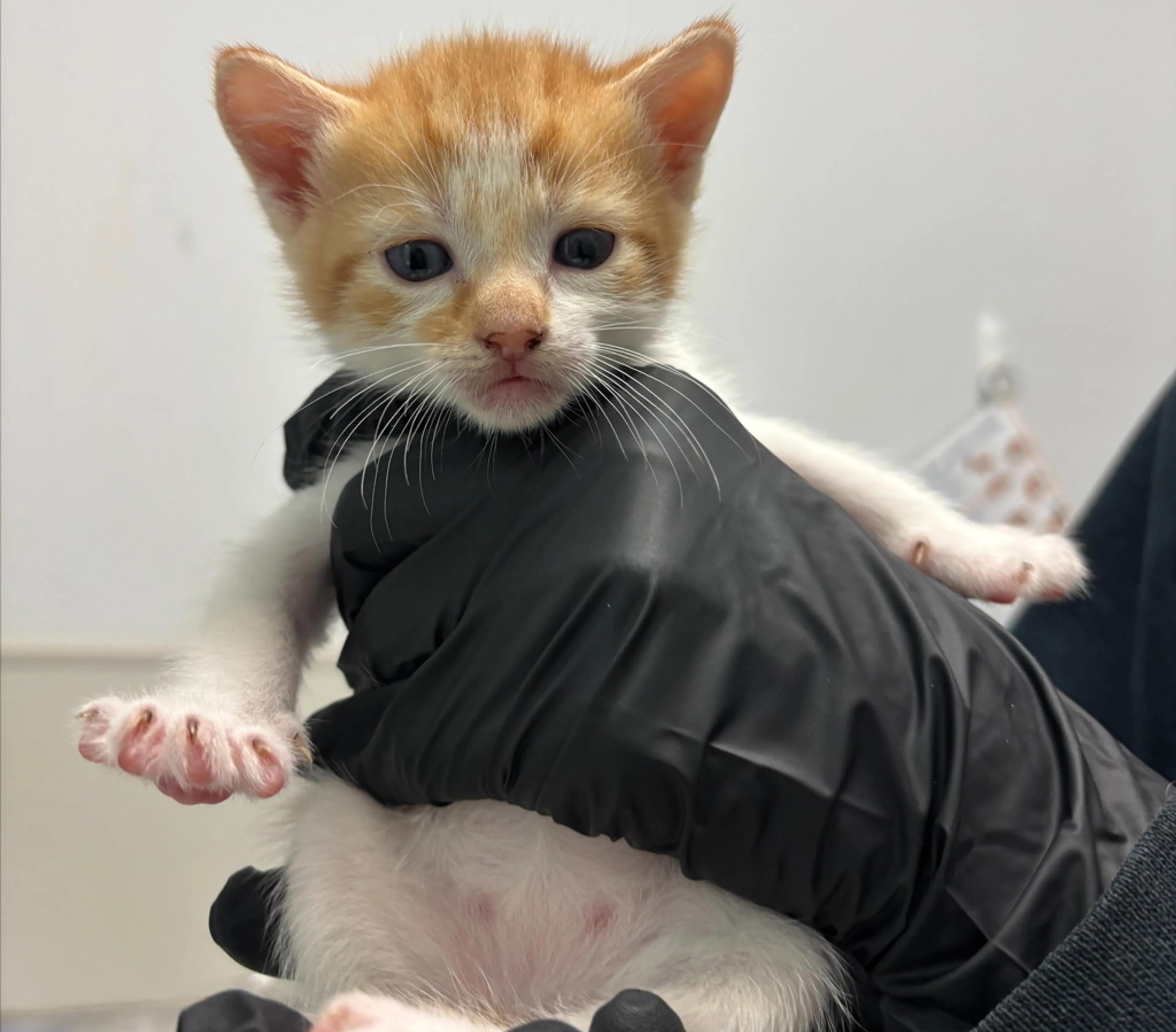 Found pet