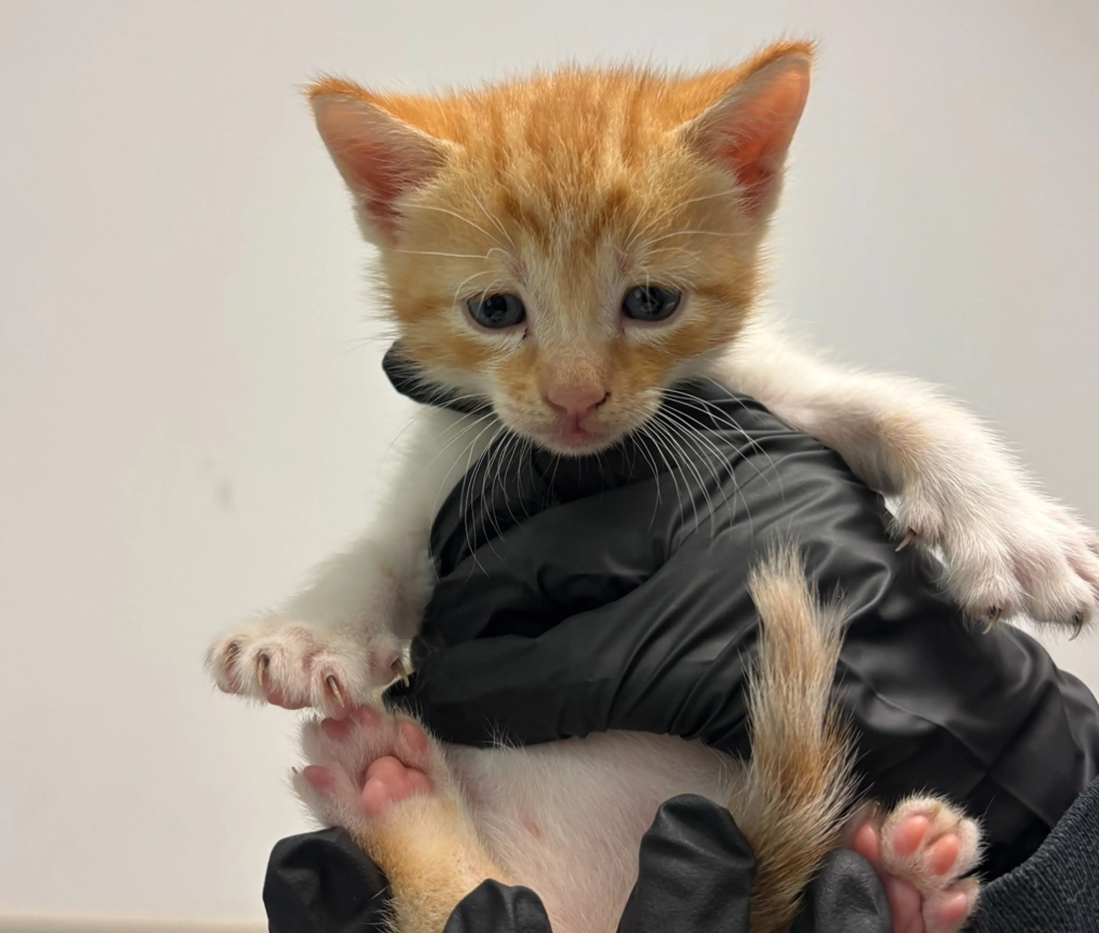 Found pet