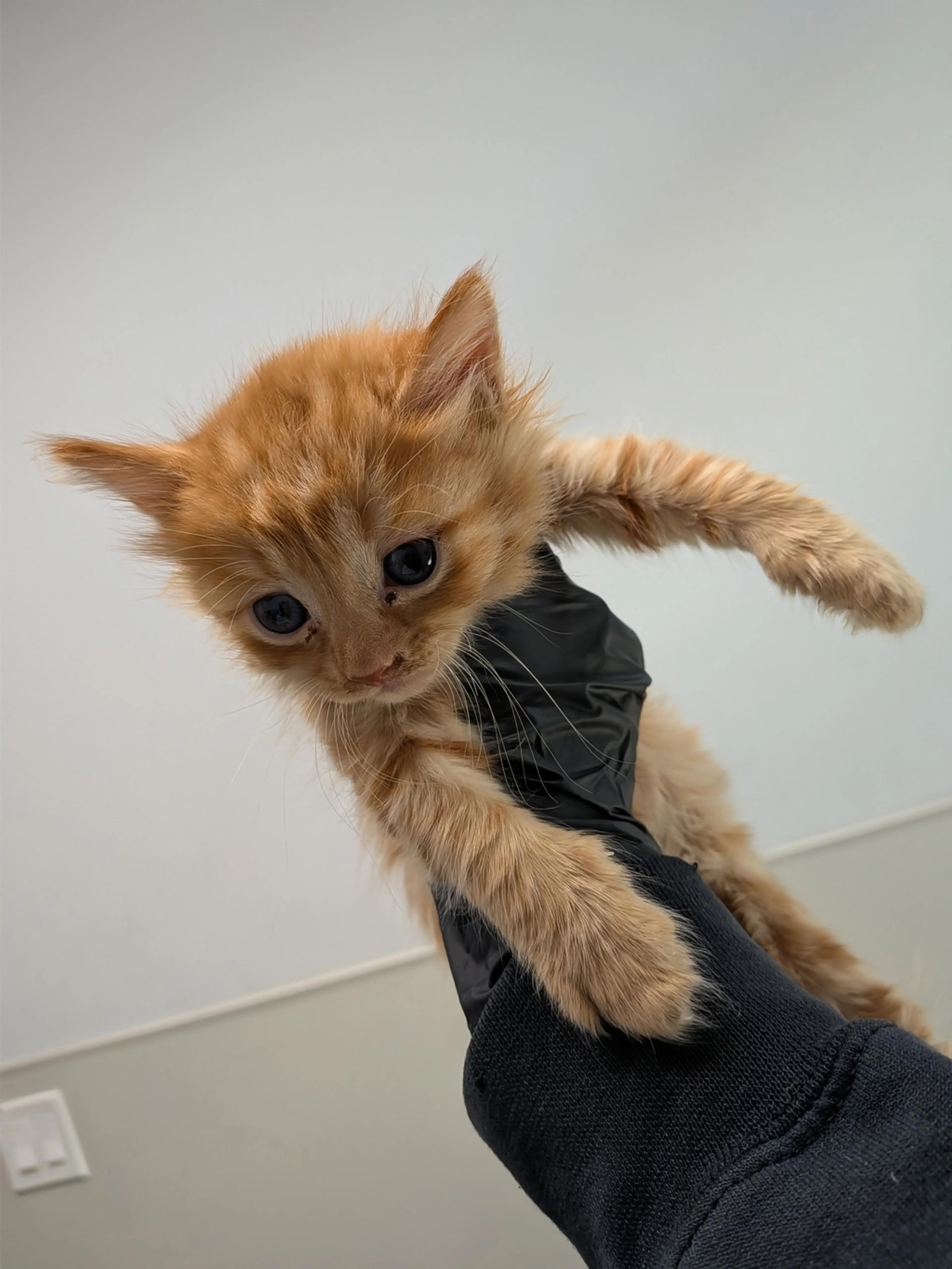 Found pet