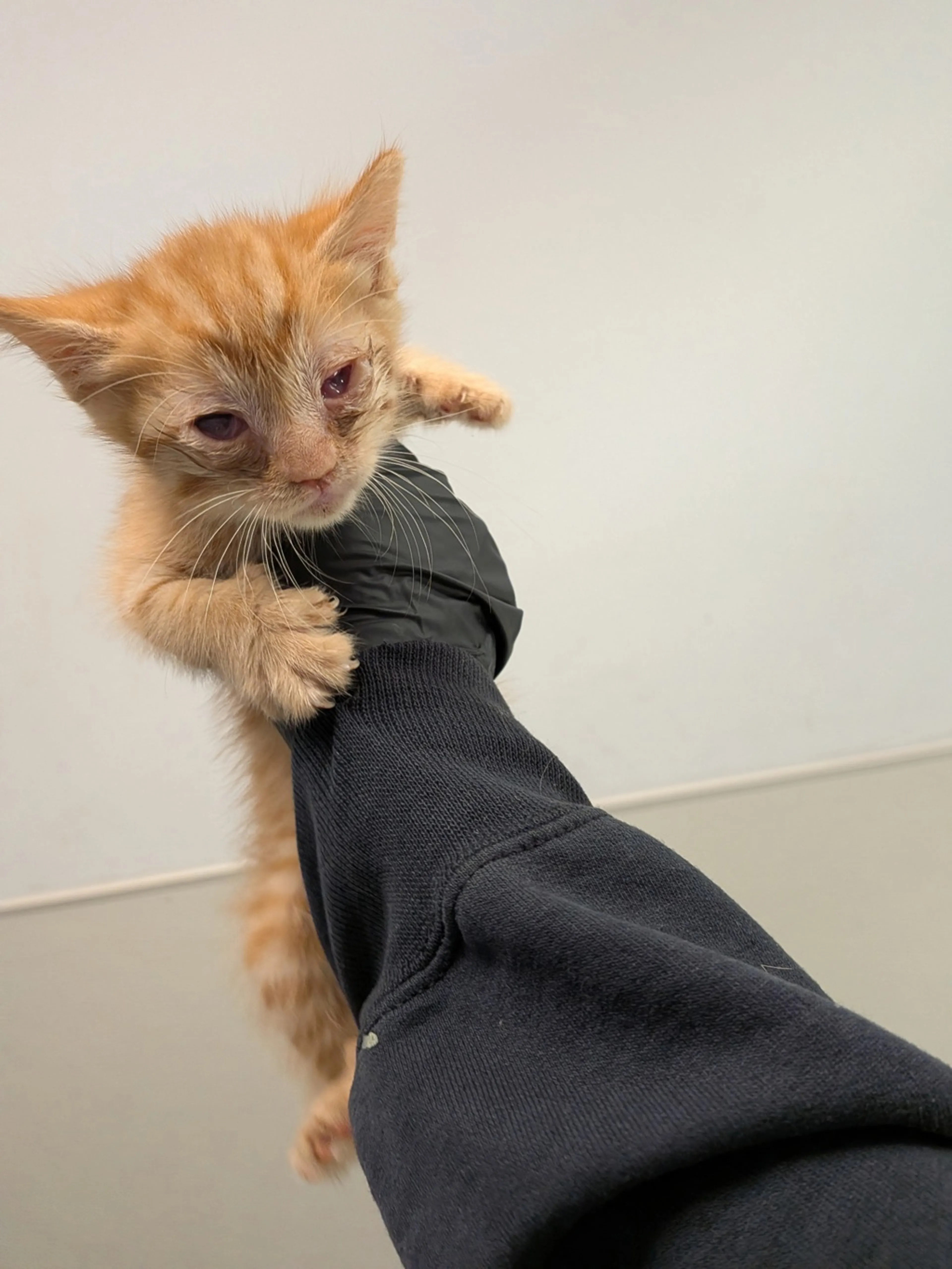 Found pet