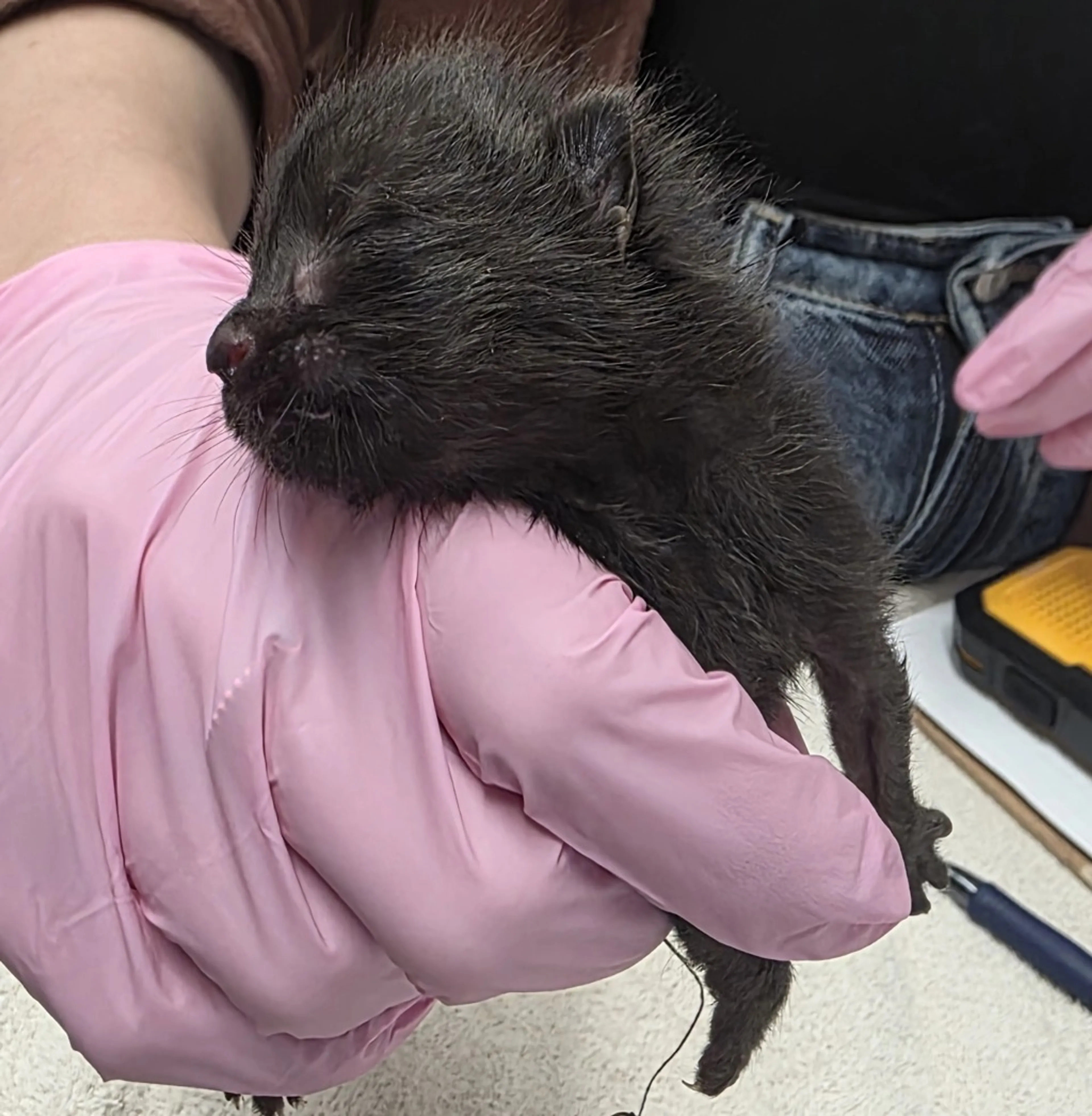 Found pet