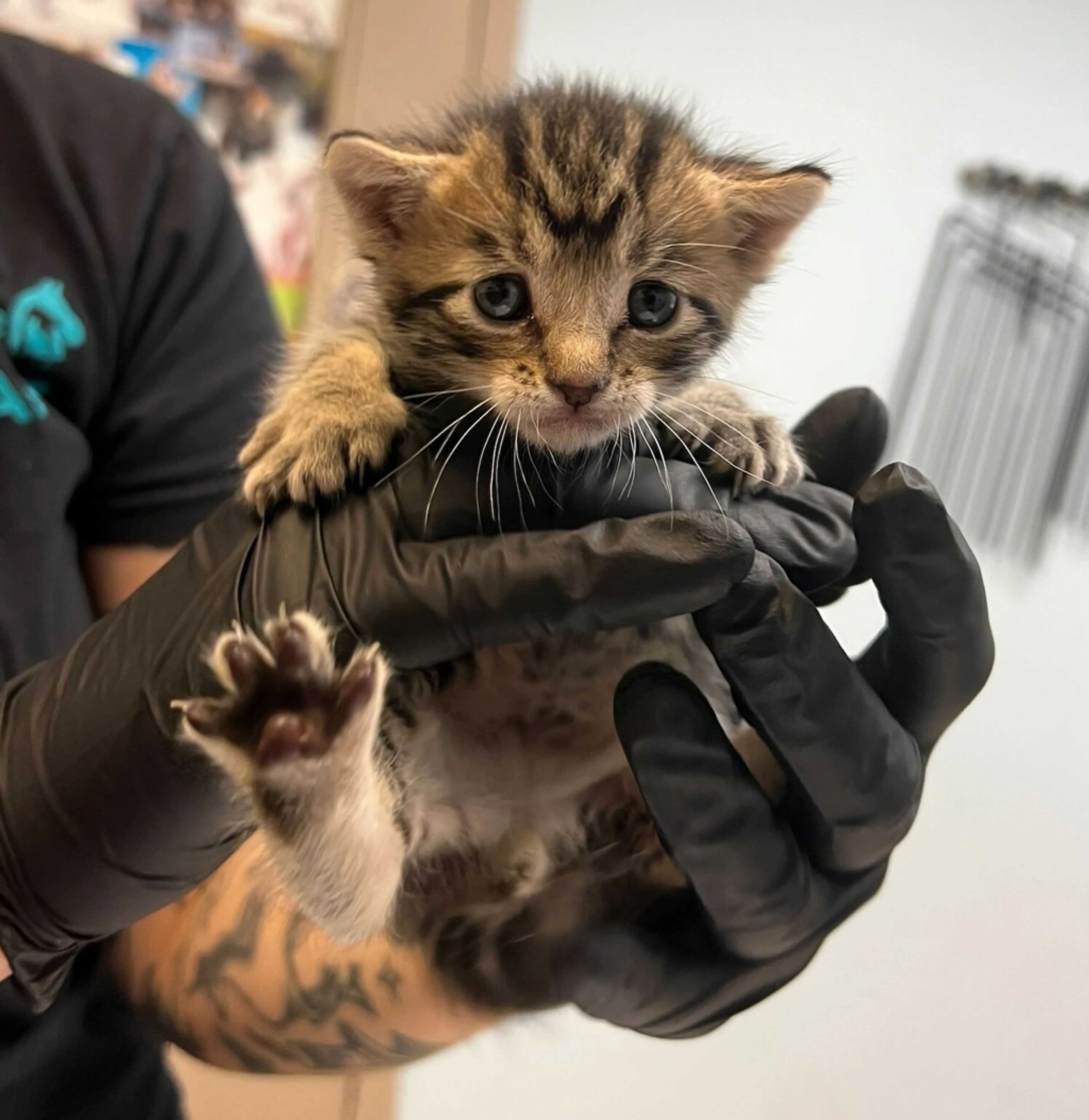Found pet
