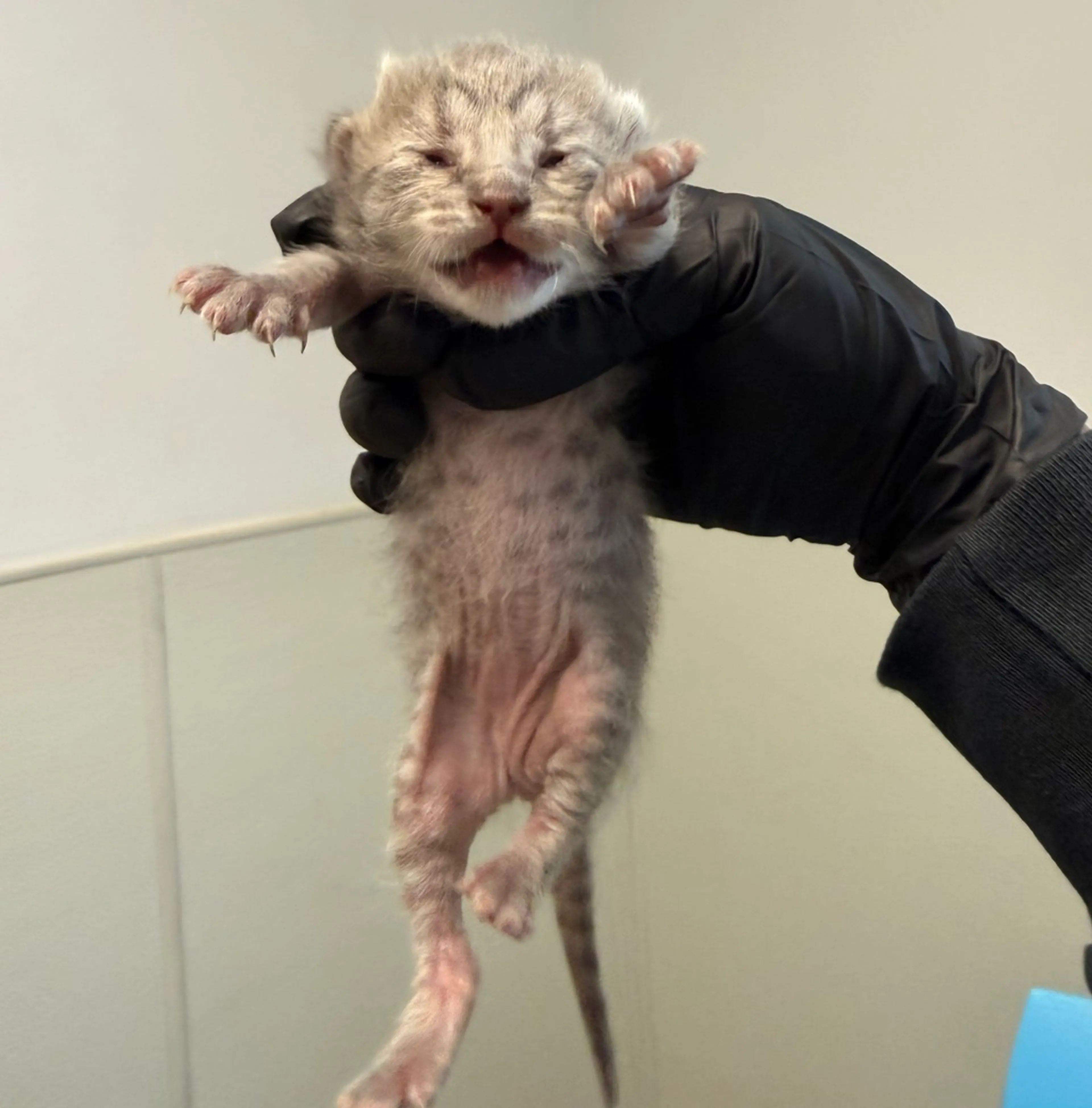 Found pet-1