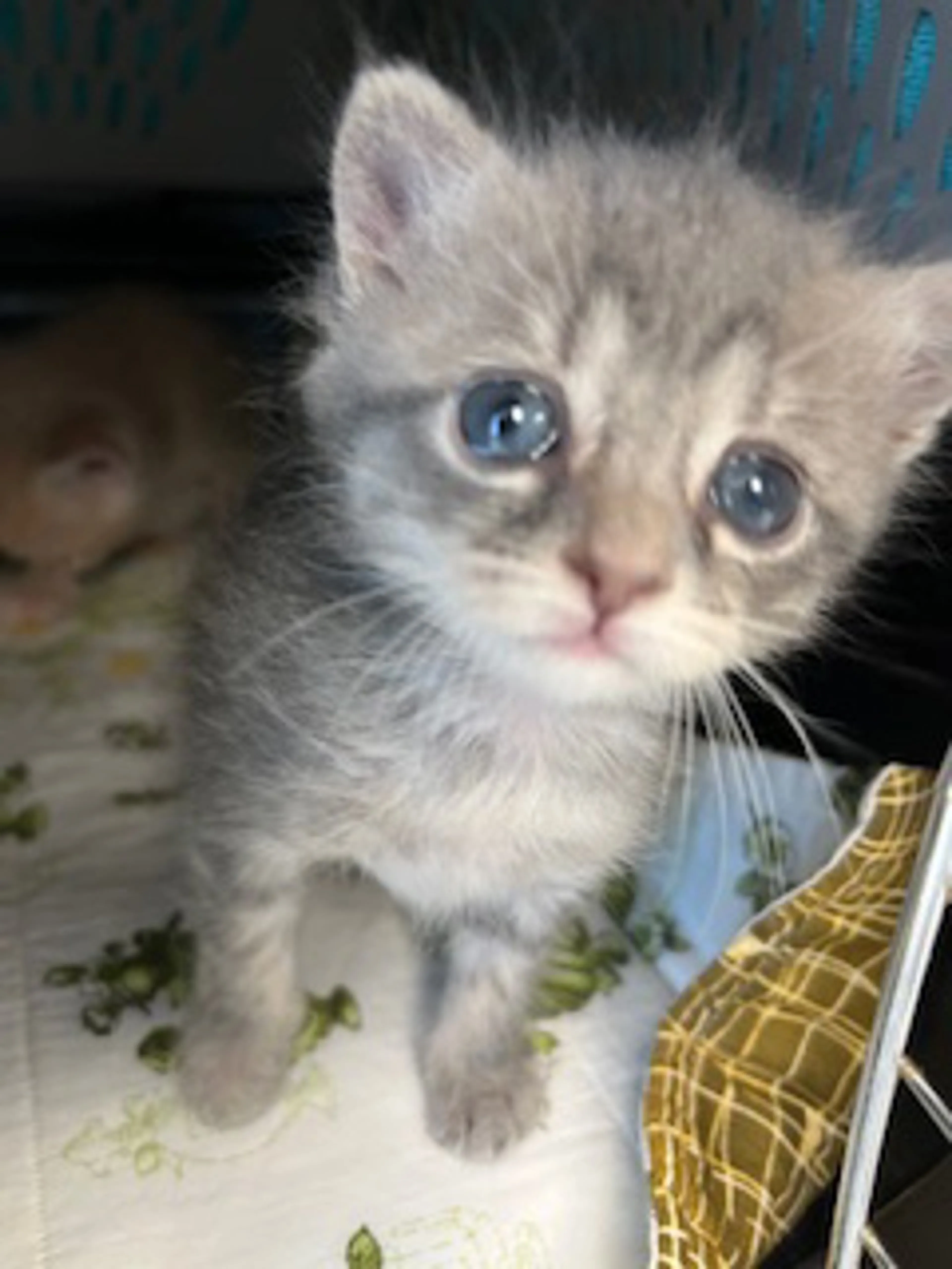 Found pet-0