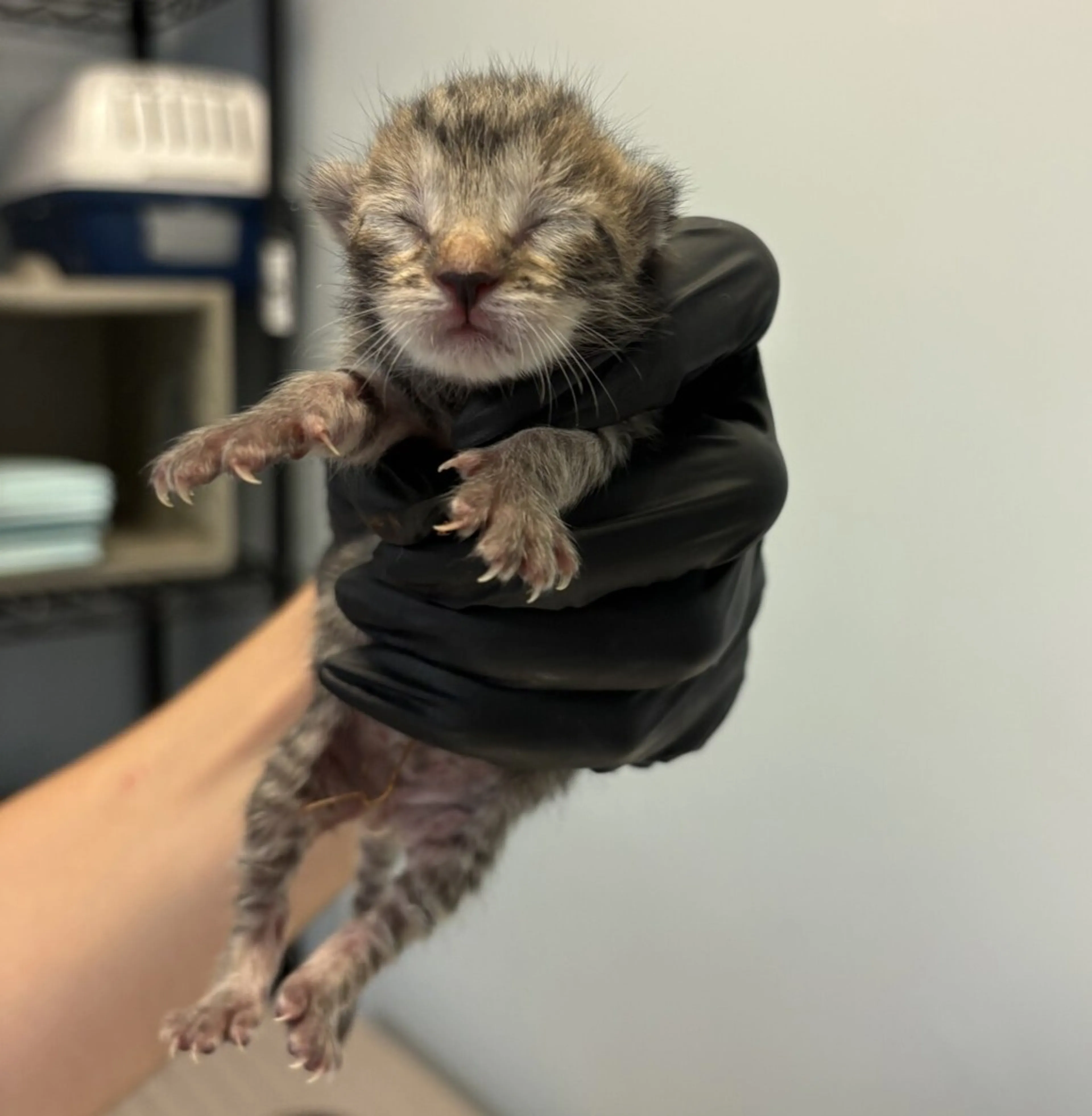 Found pet