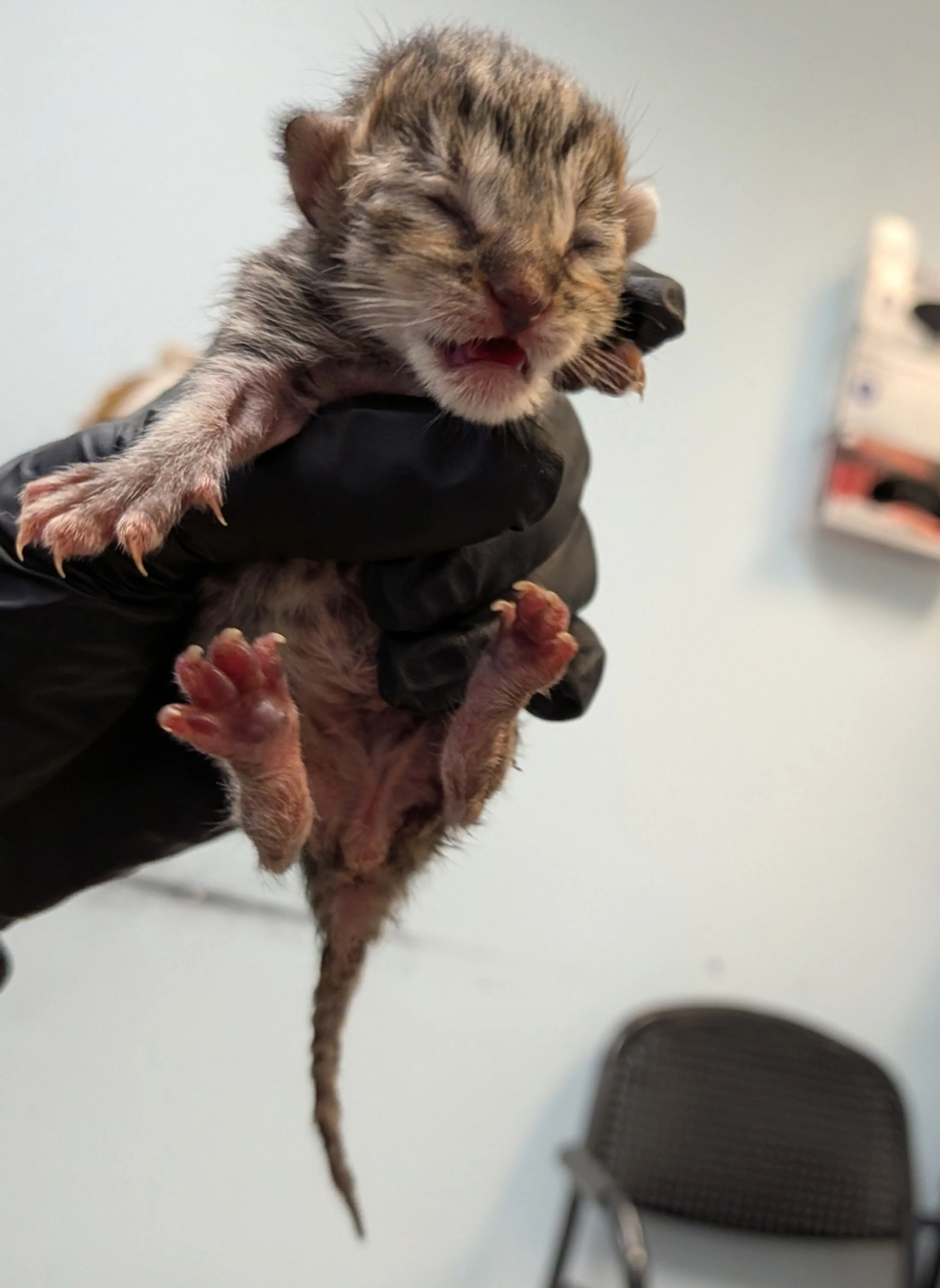 Found pet