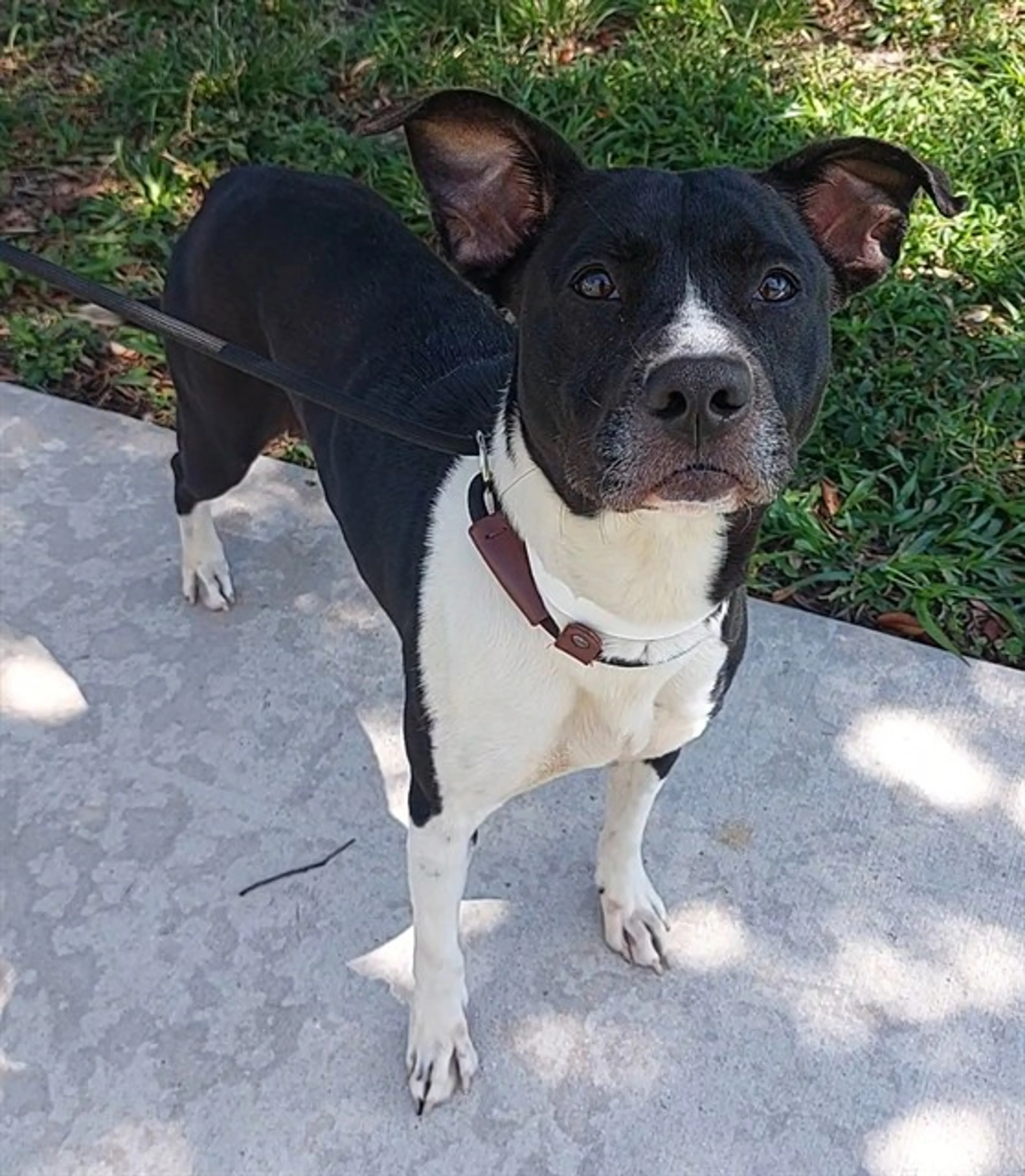 Found pet