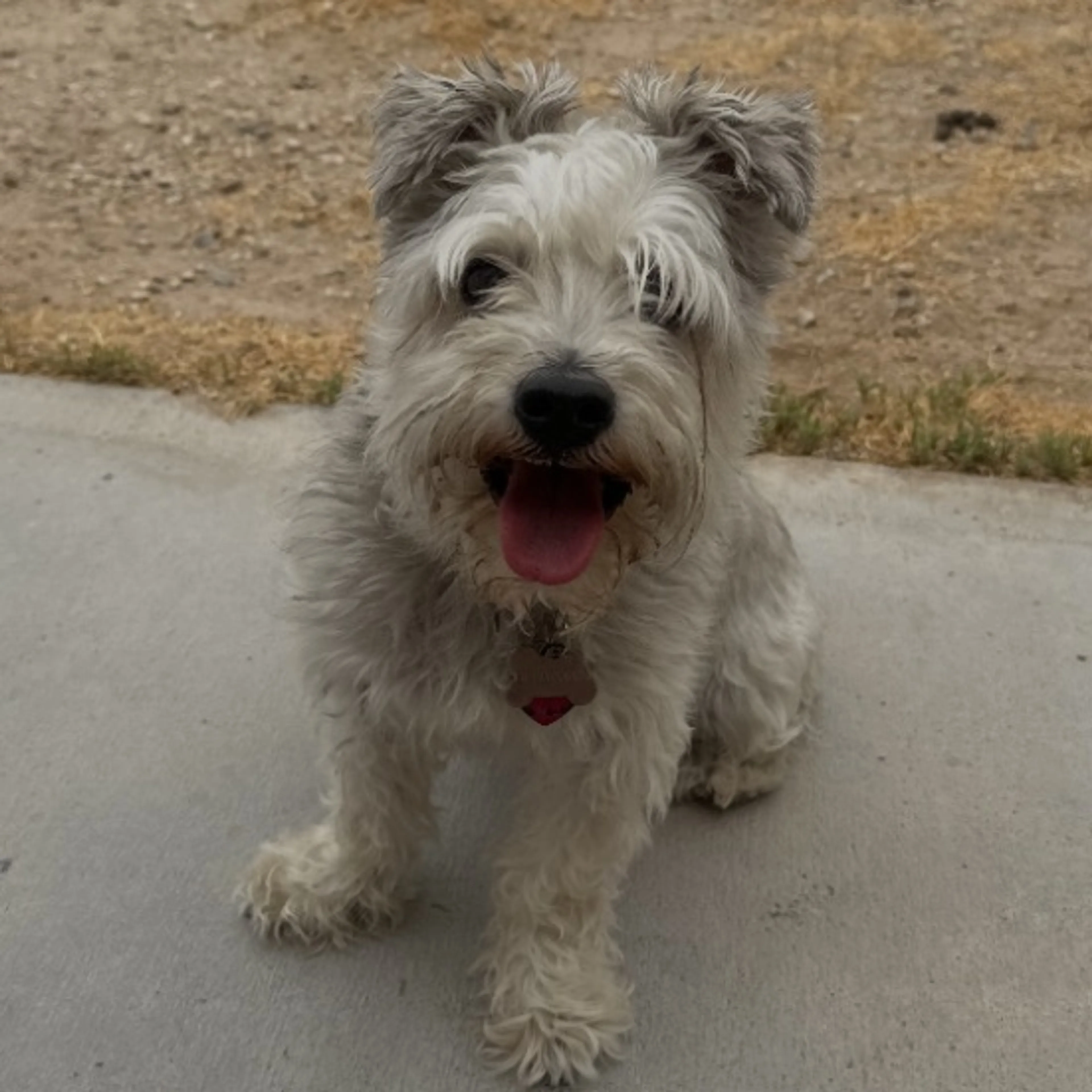 Lost pet
