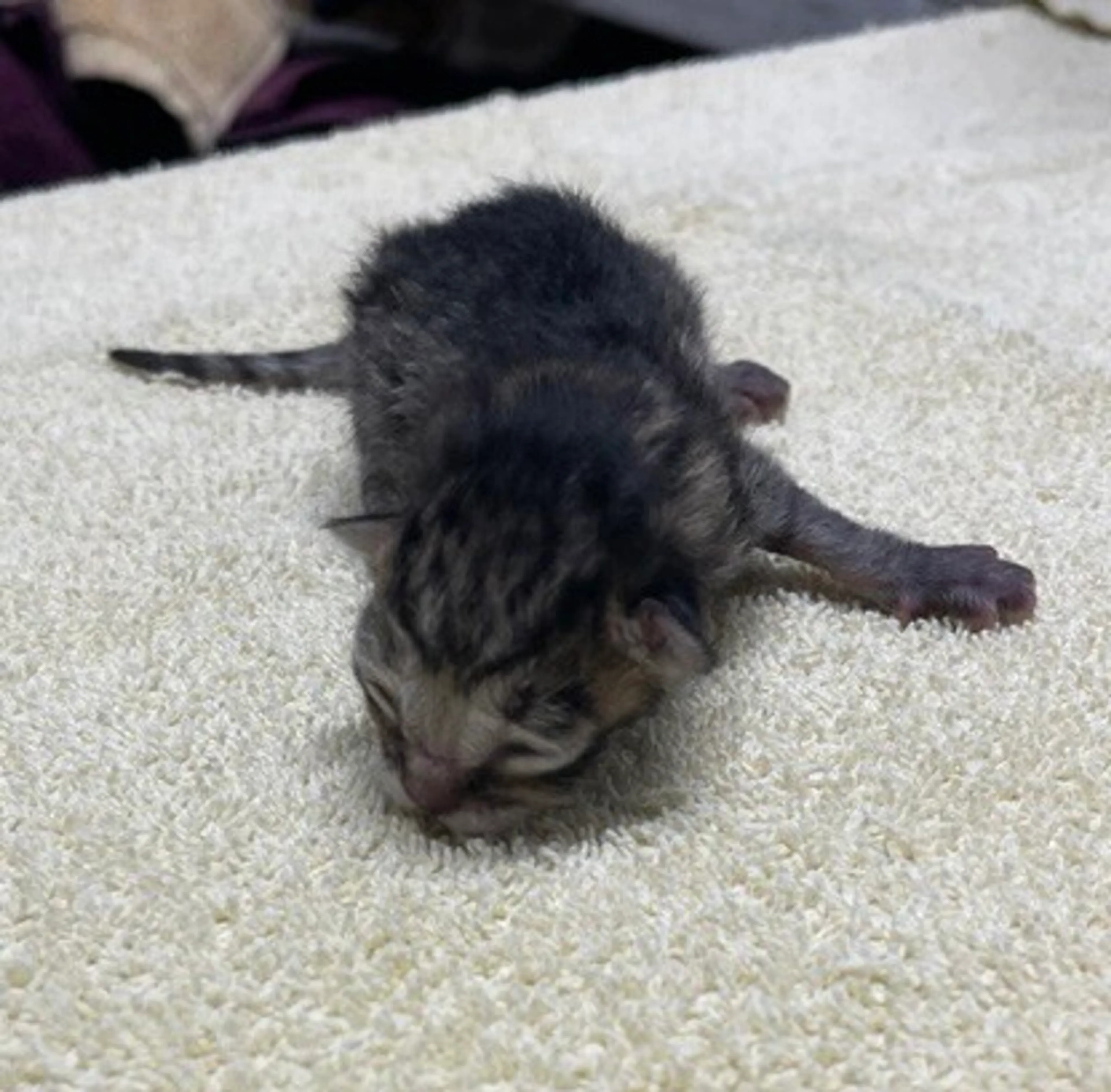 Found pet
