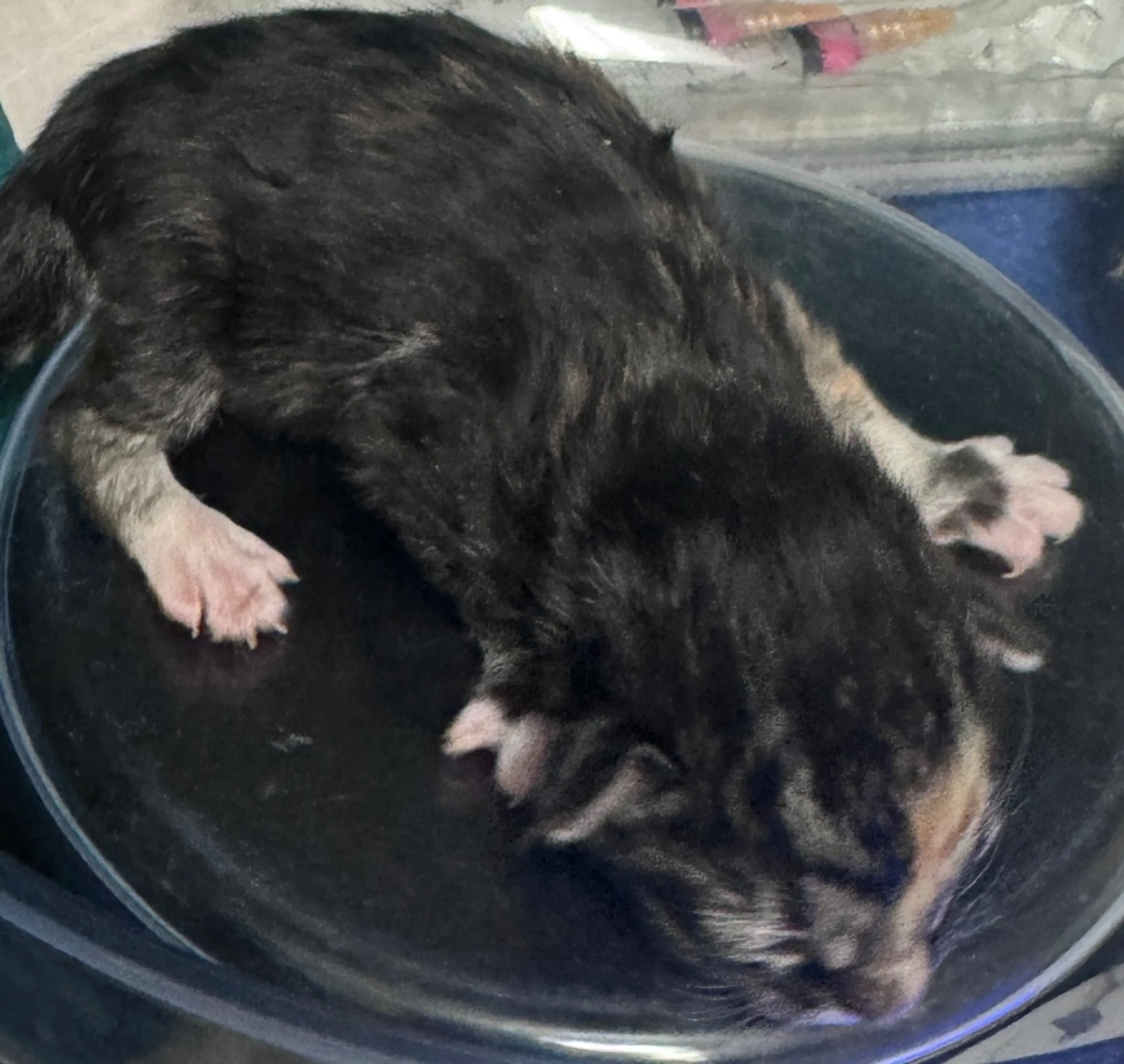 Found pet