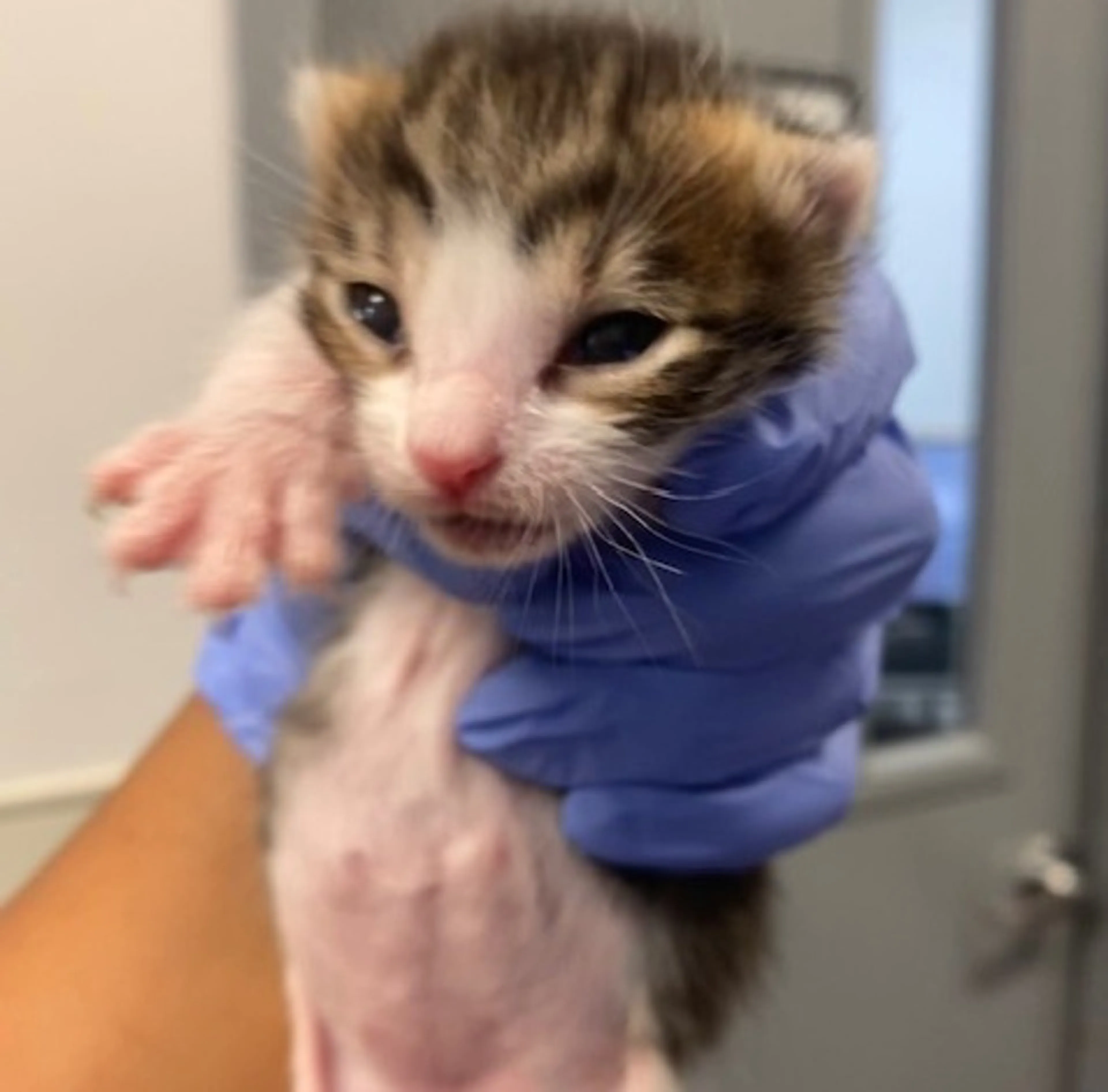 Found pet