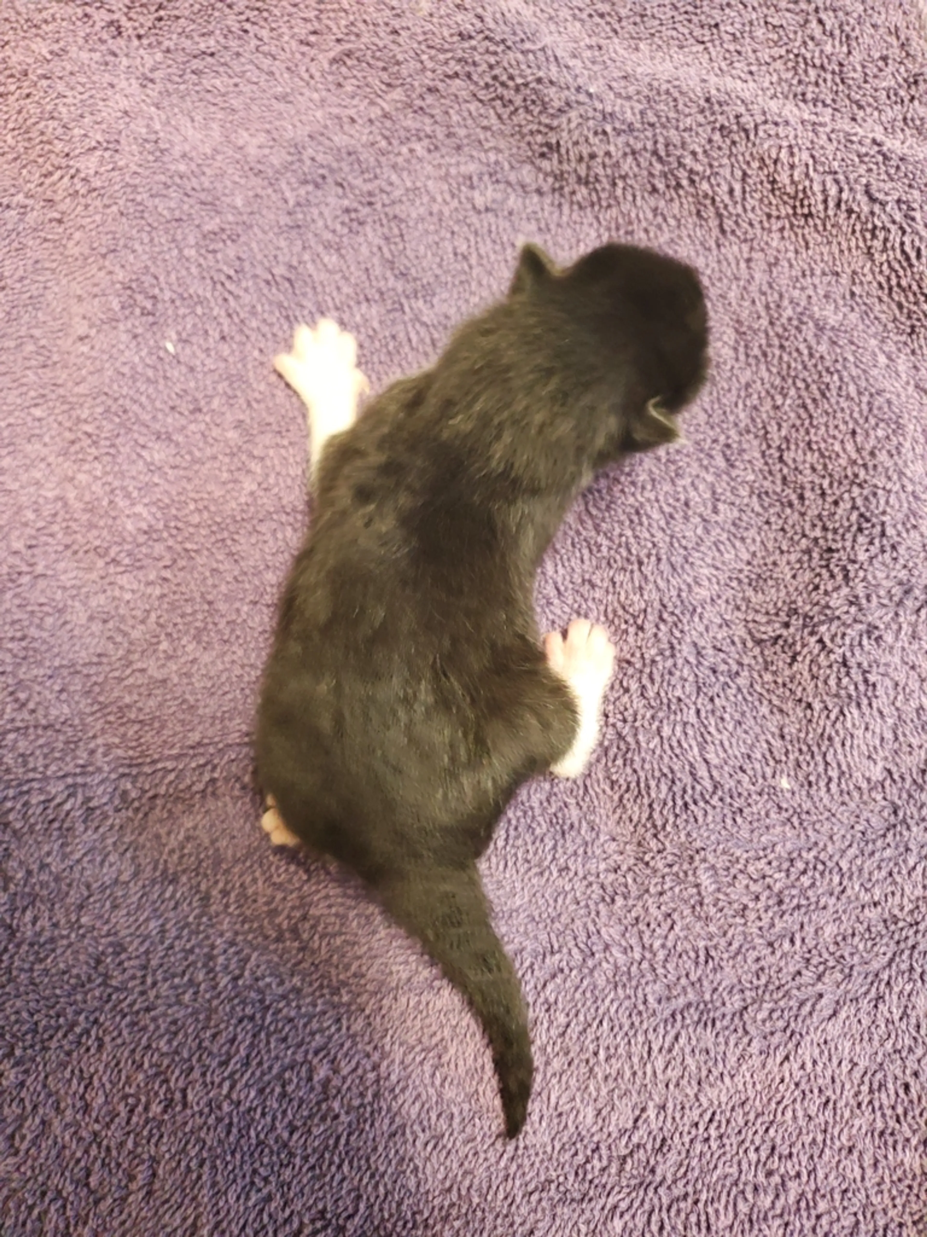 Found pet-1