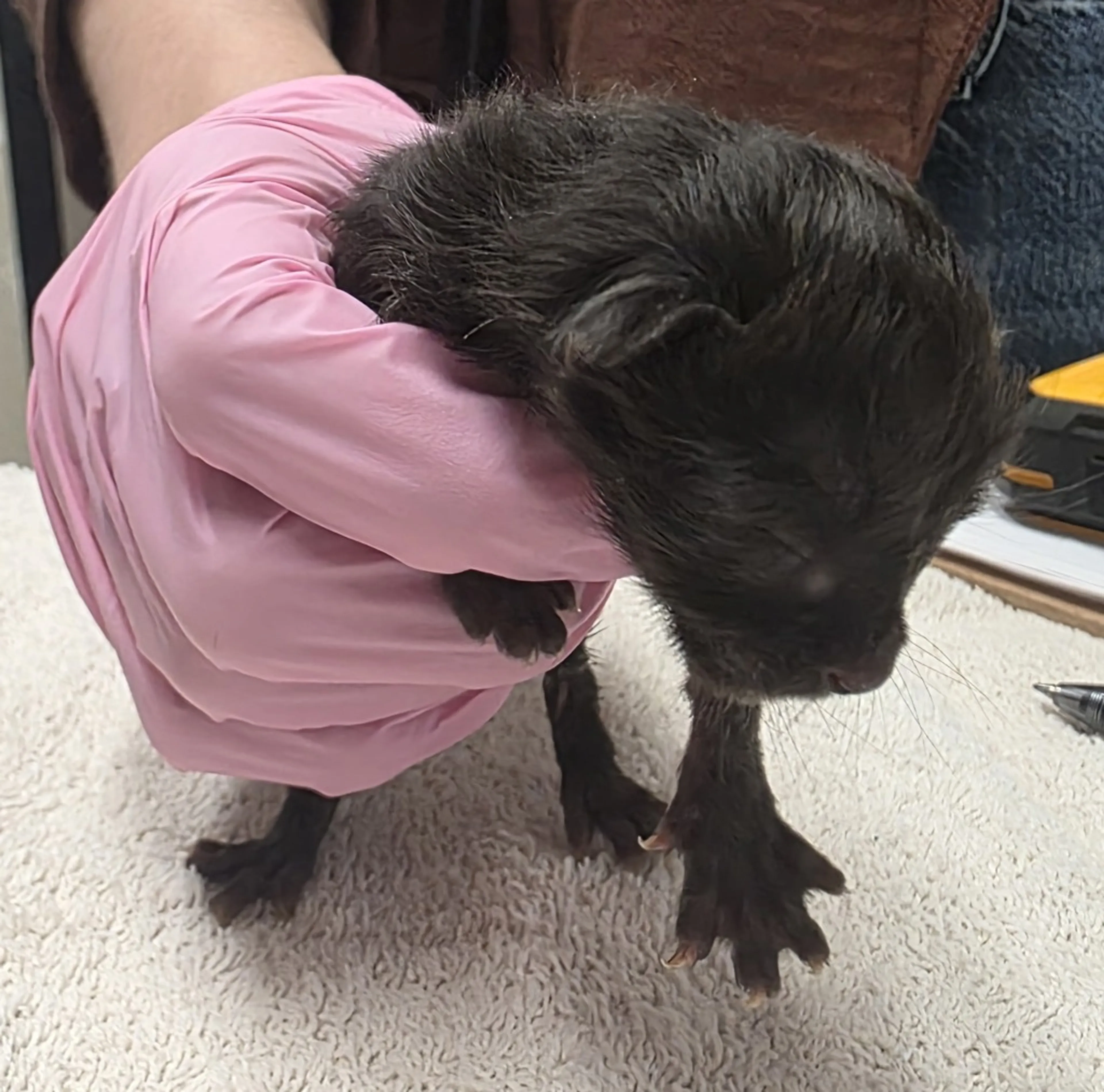 Found pet