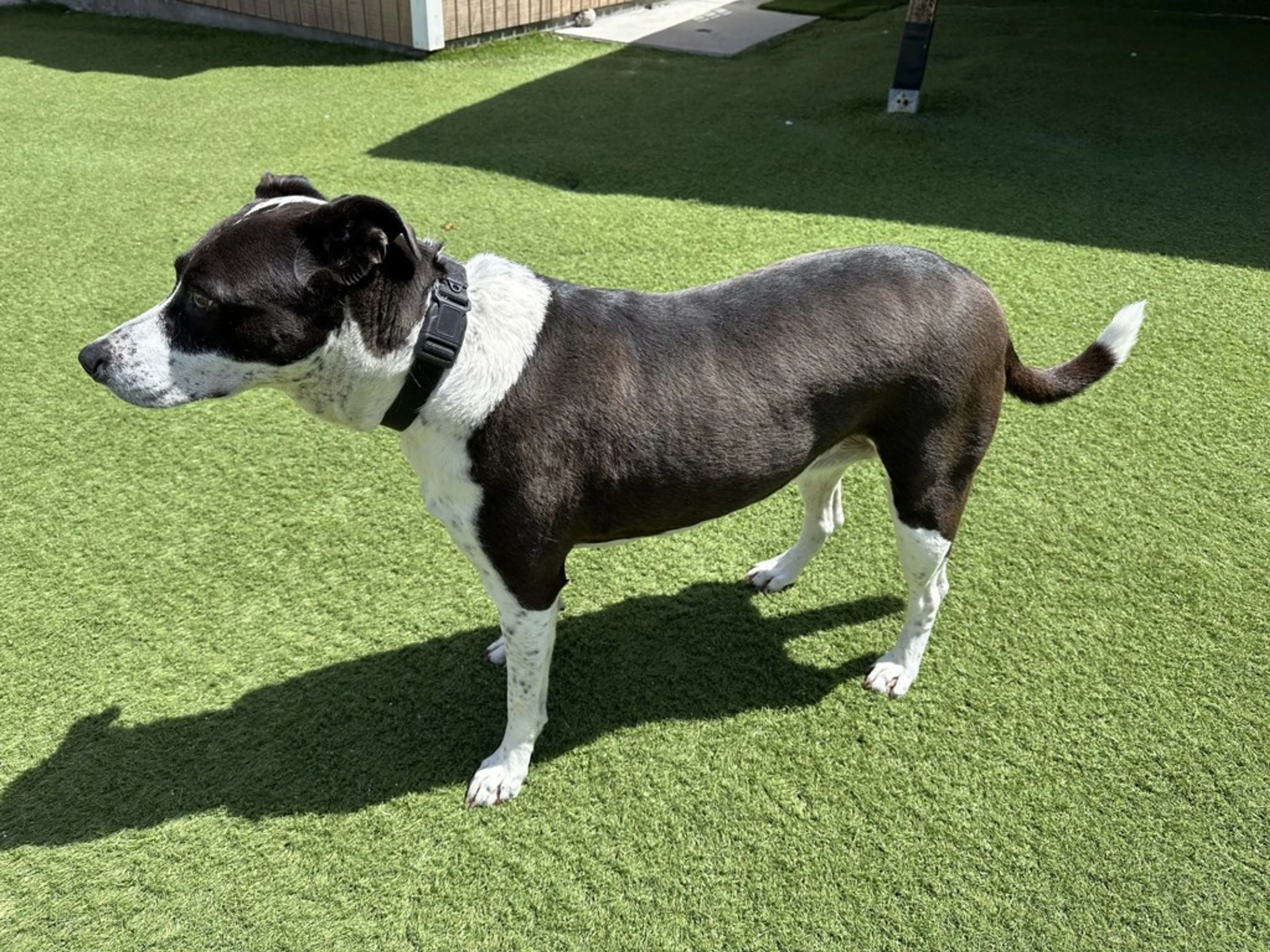 Found pet-2