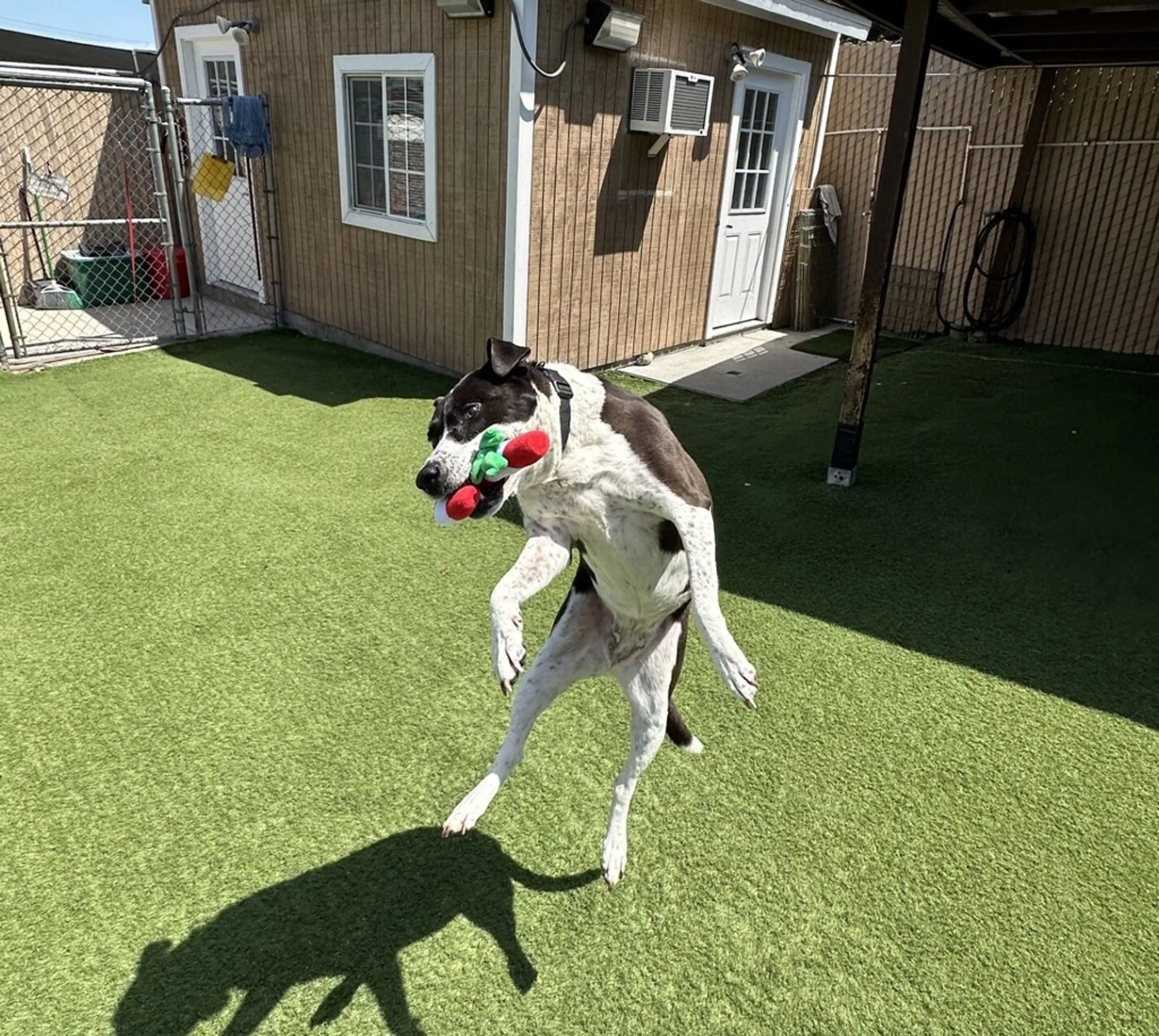 Found pet-1