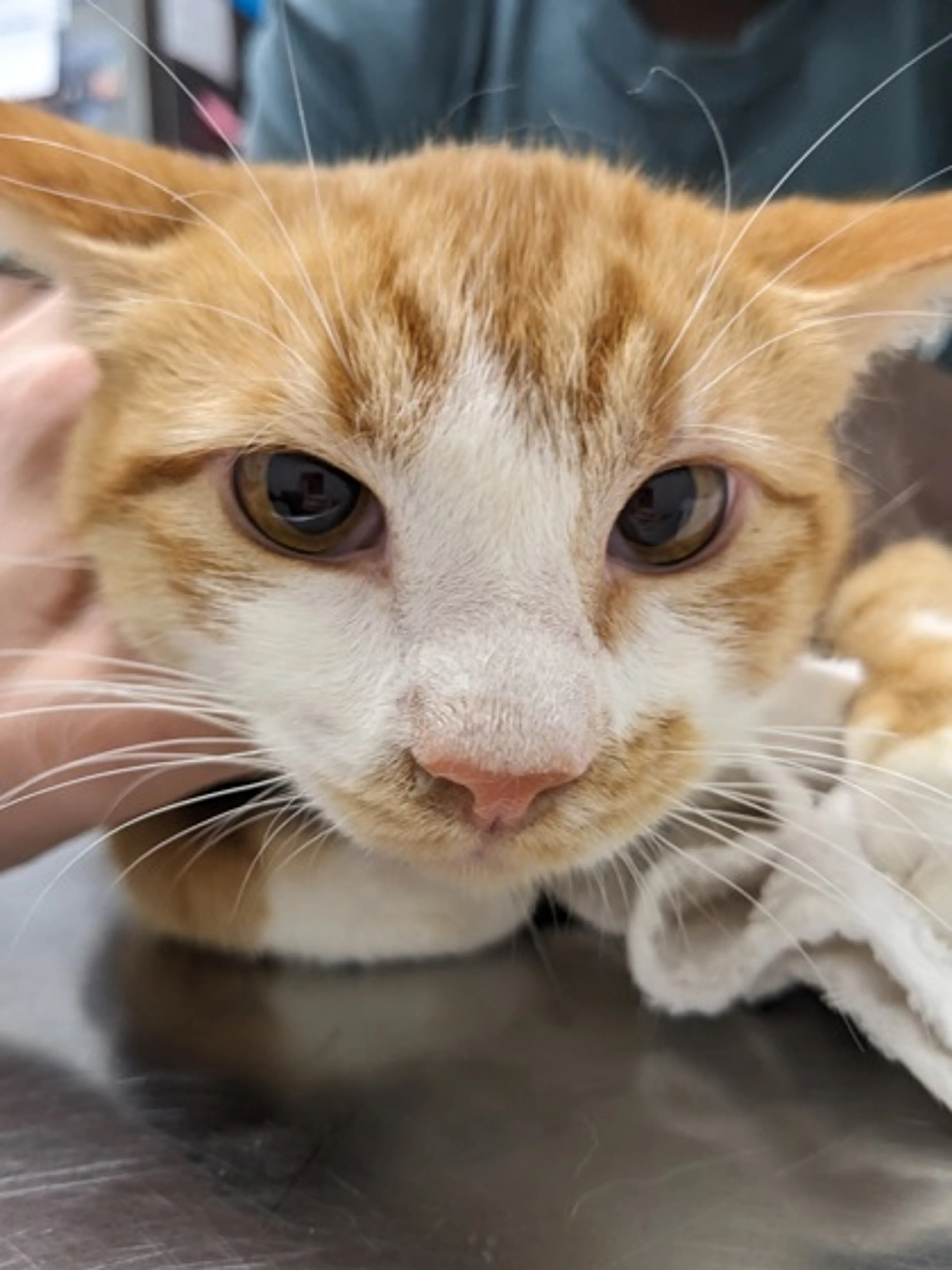 Found pet