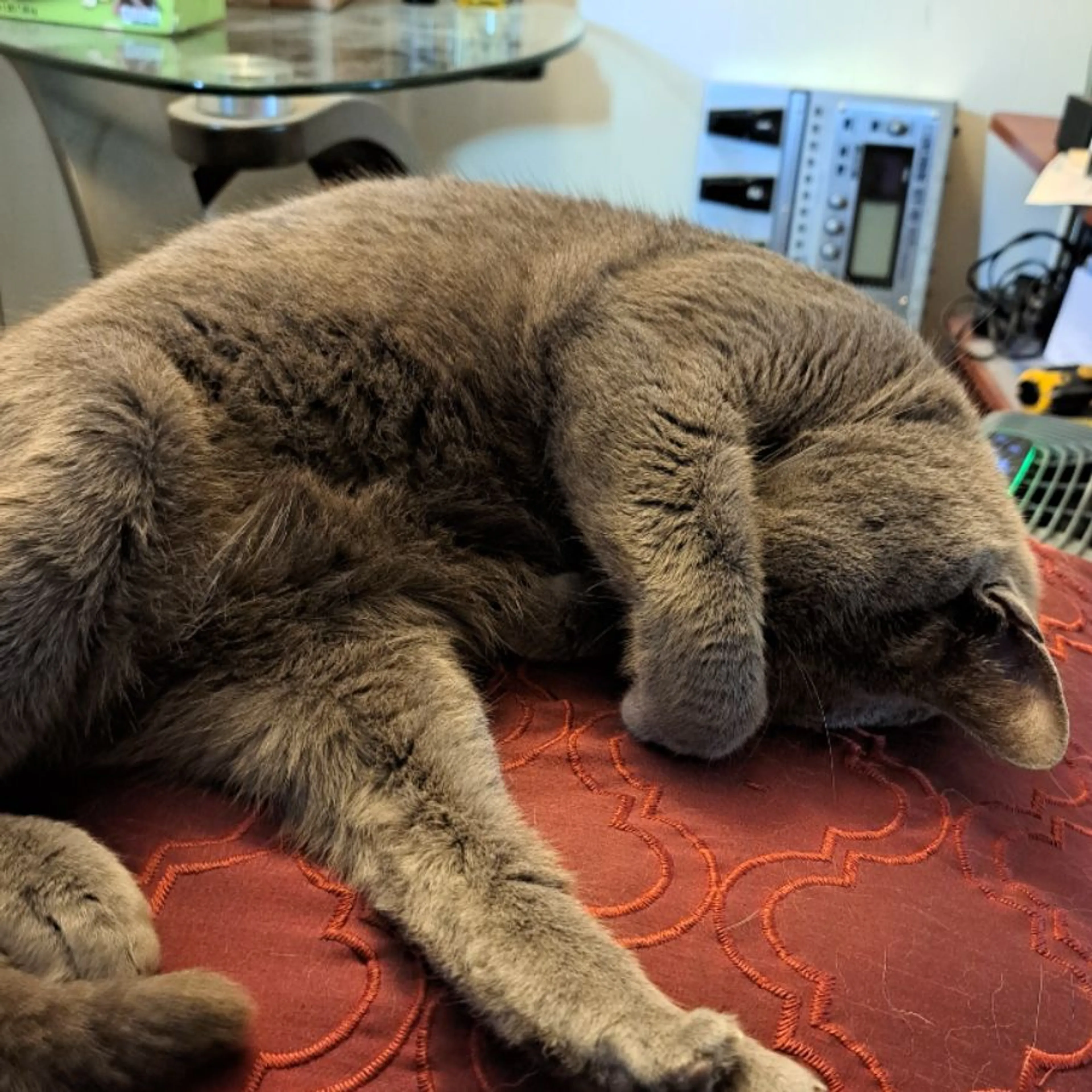 Lost pet
