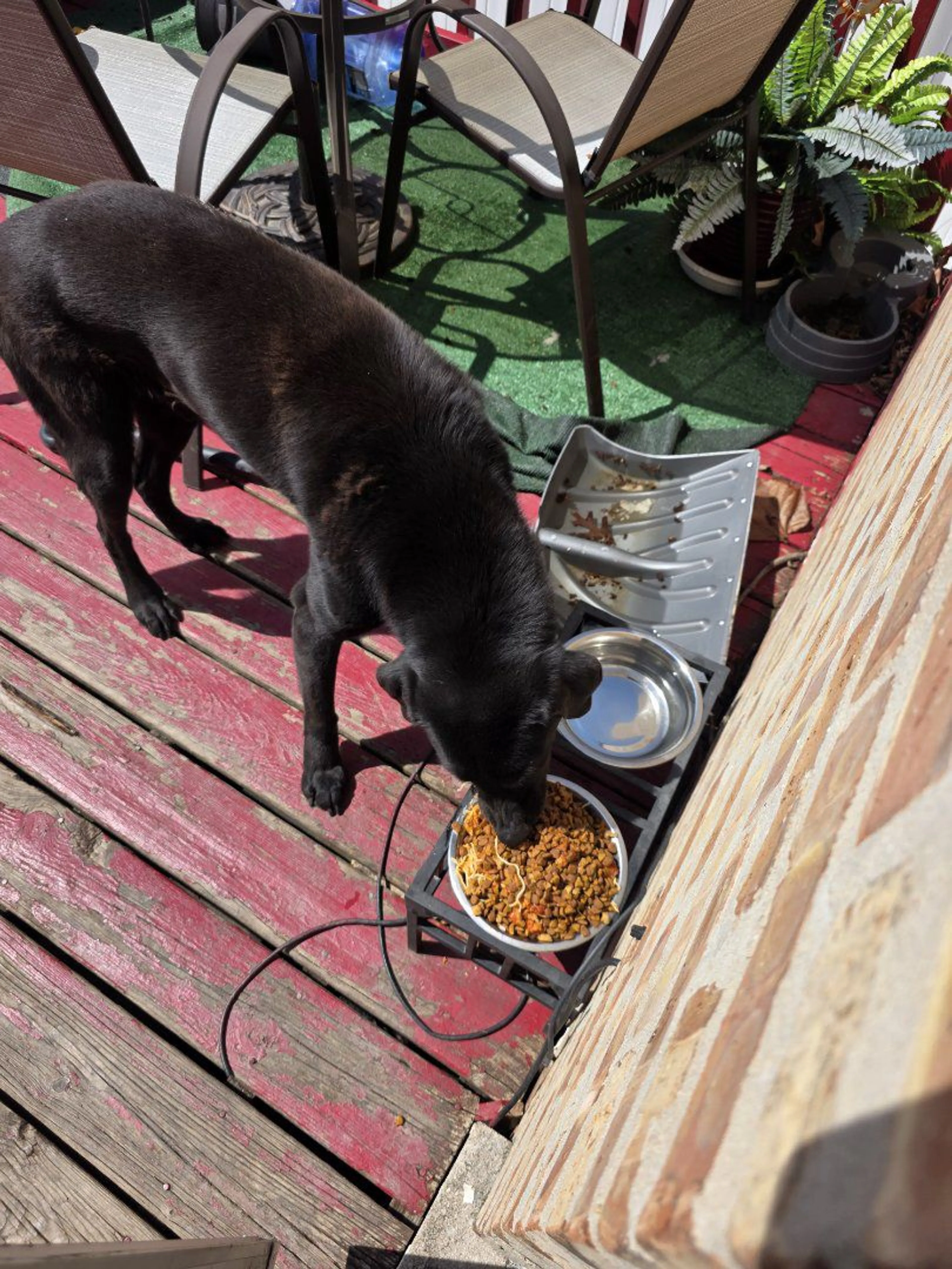 Lost pet-1