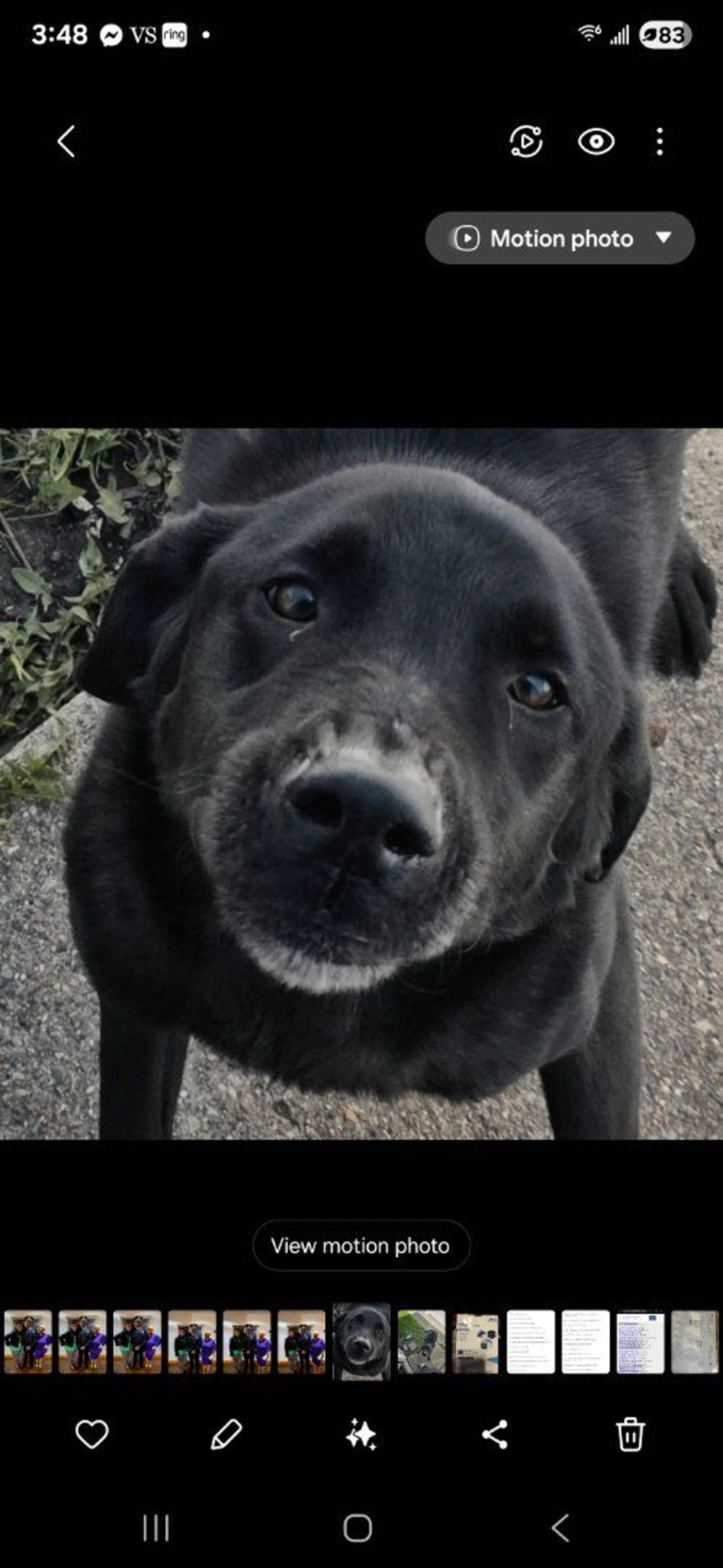 Lost pet-3