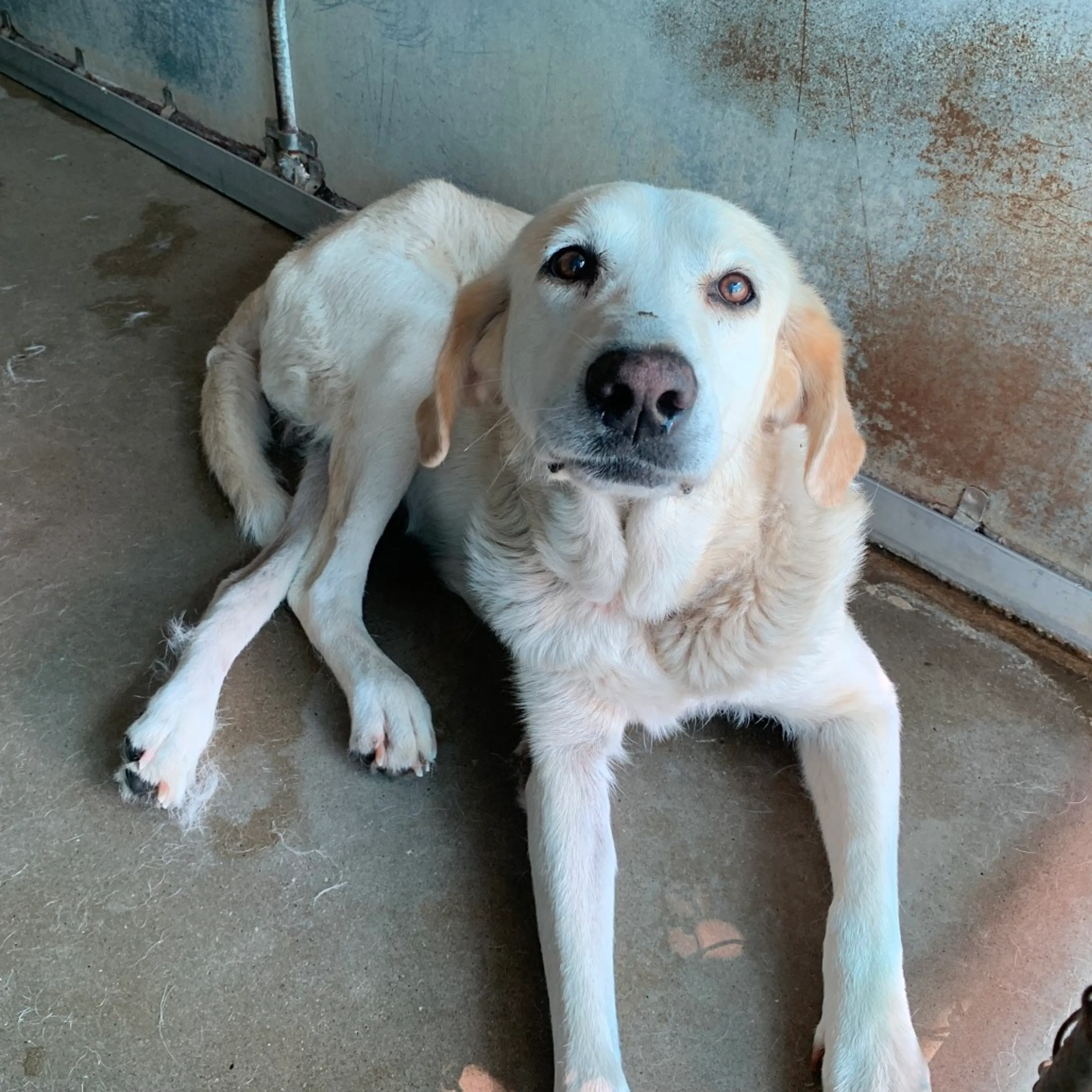 Found pet-3