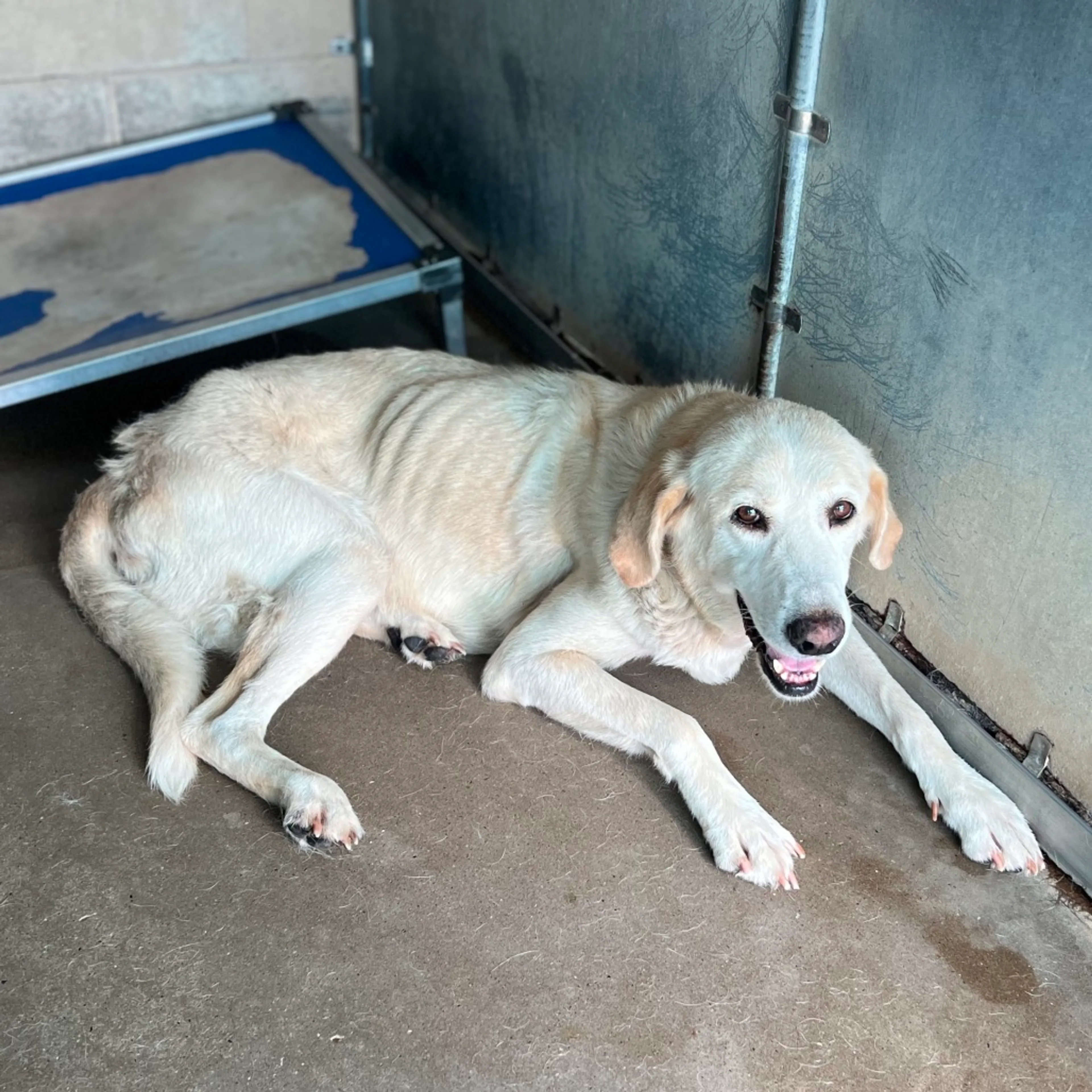 Found pet-4
