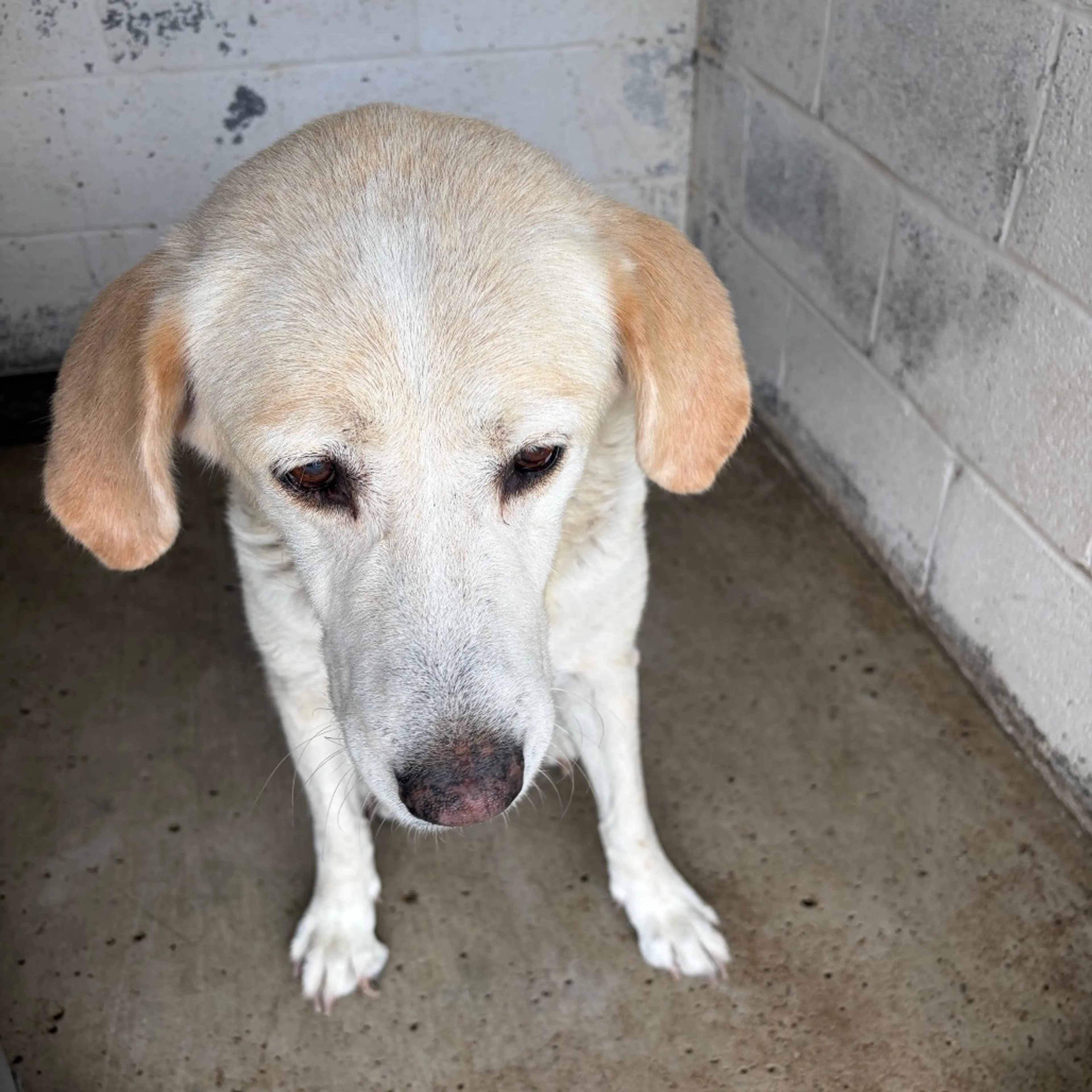 Found pet-1