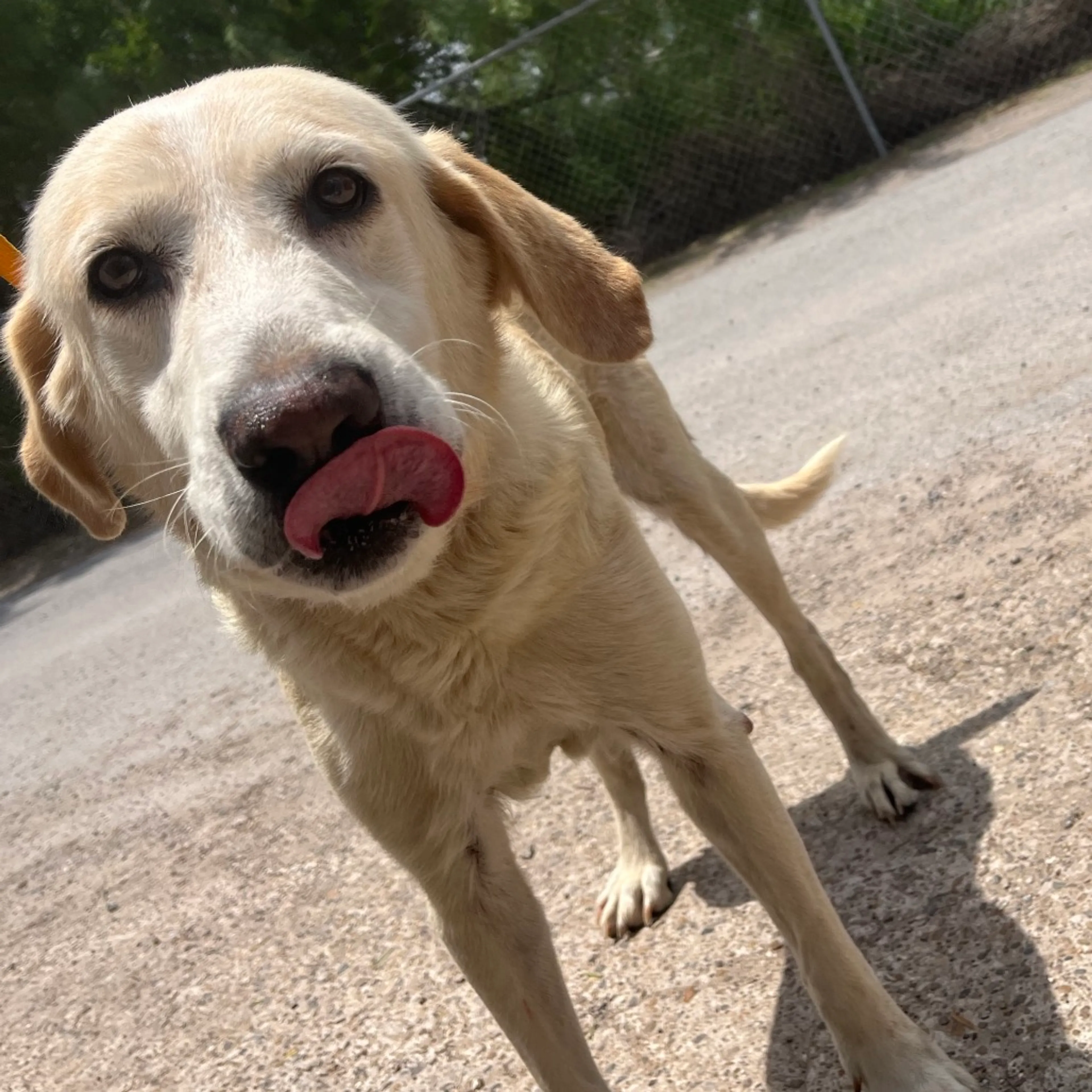 Found pet-2
