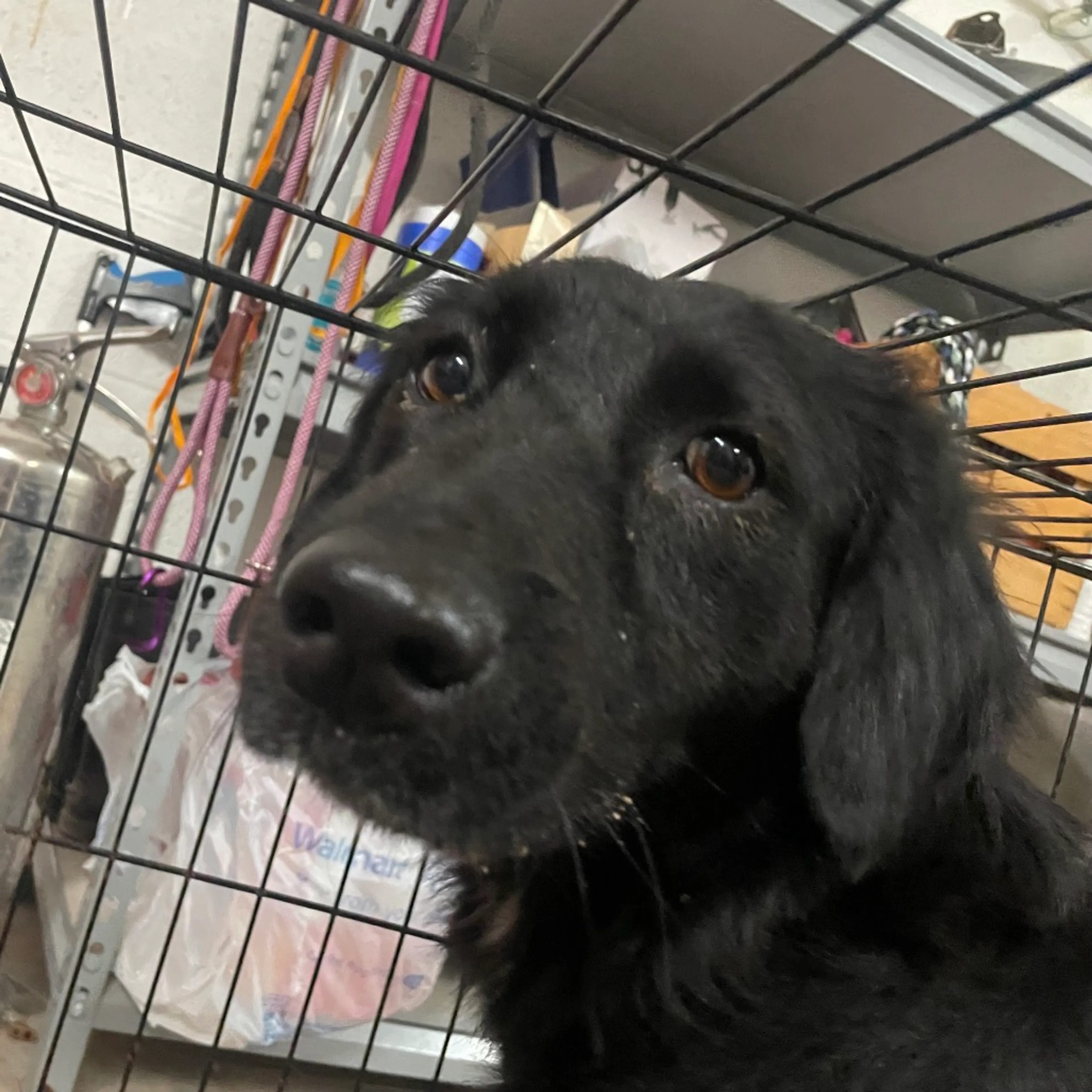 Found pet-1