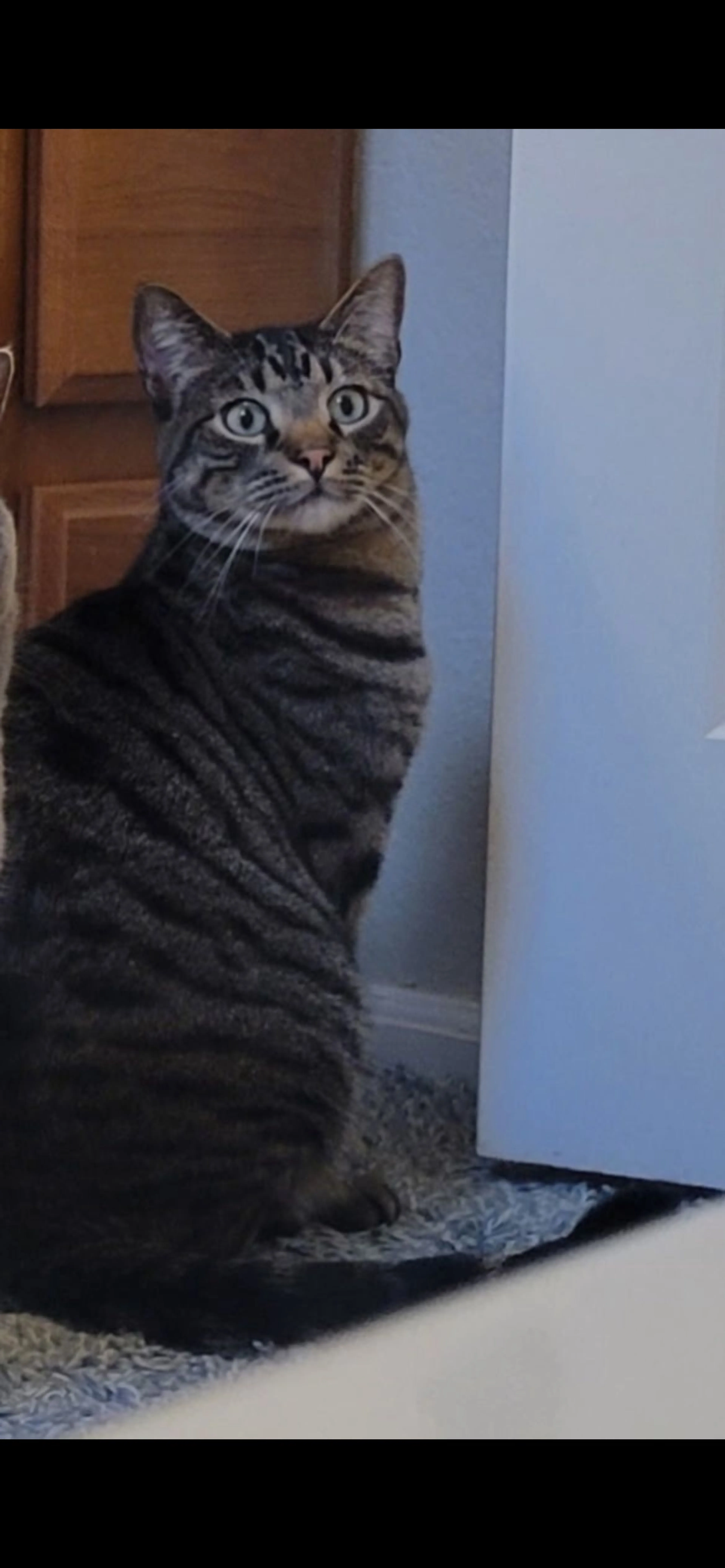 Lost pet