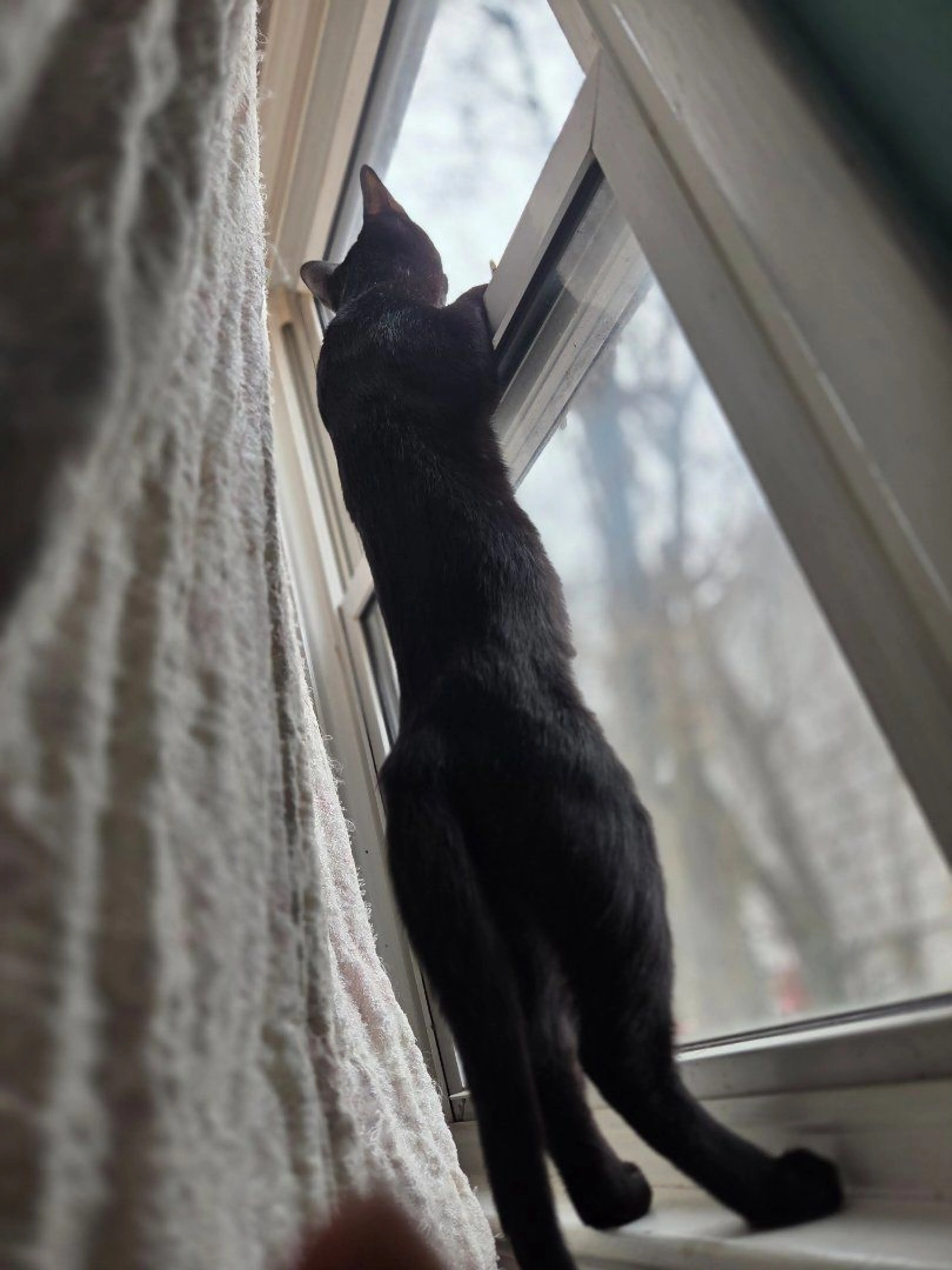 Lost pet