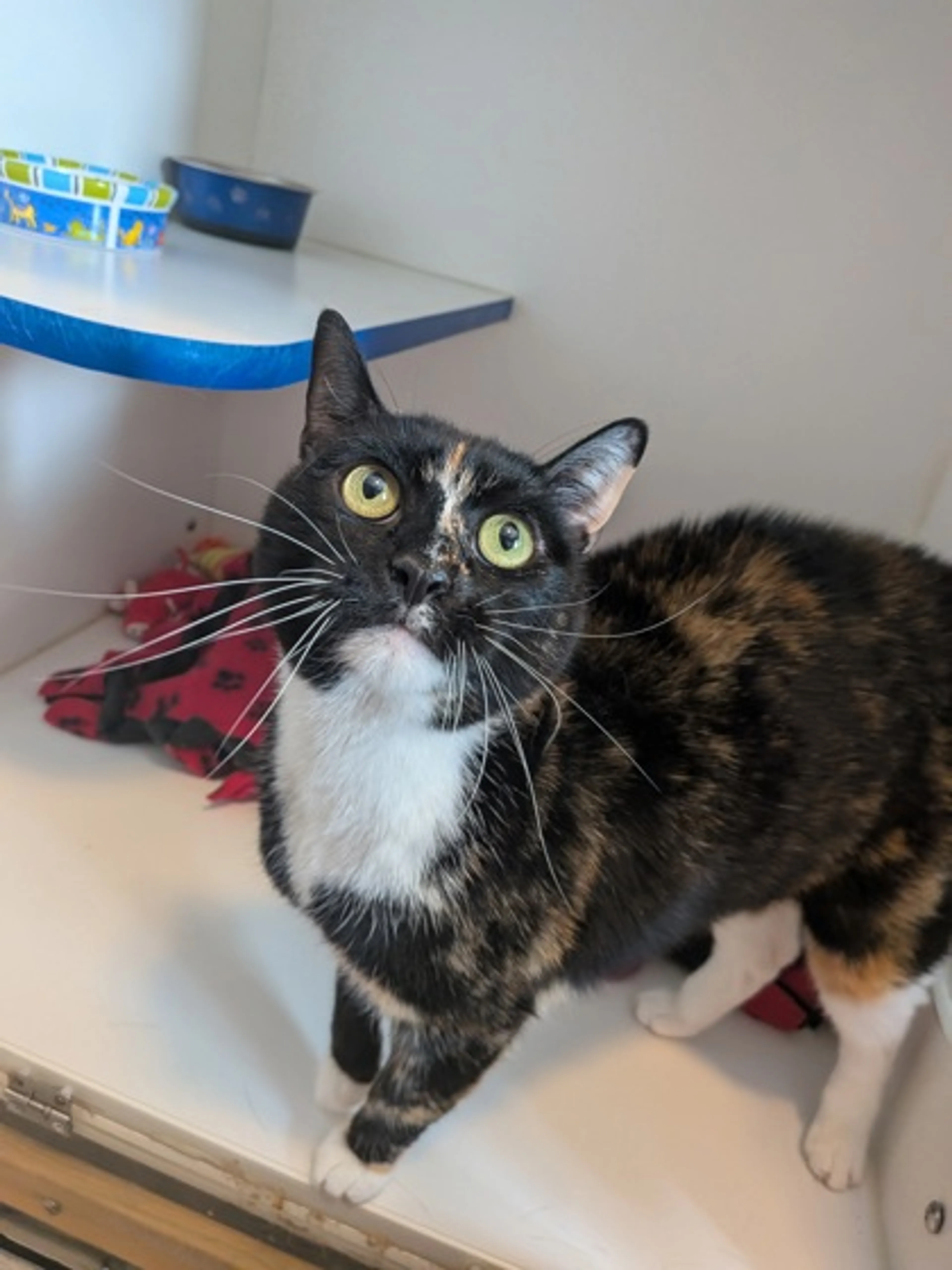 Found pet-1