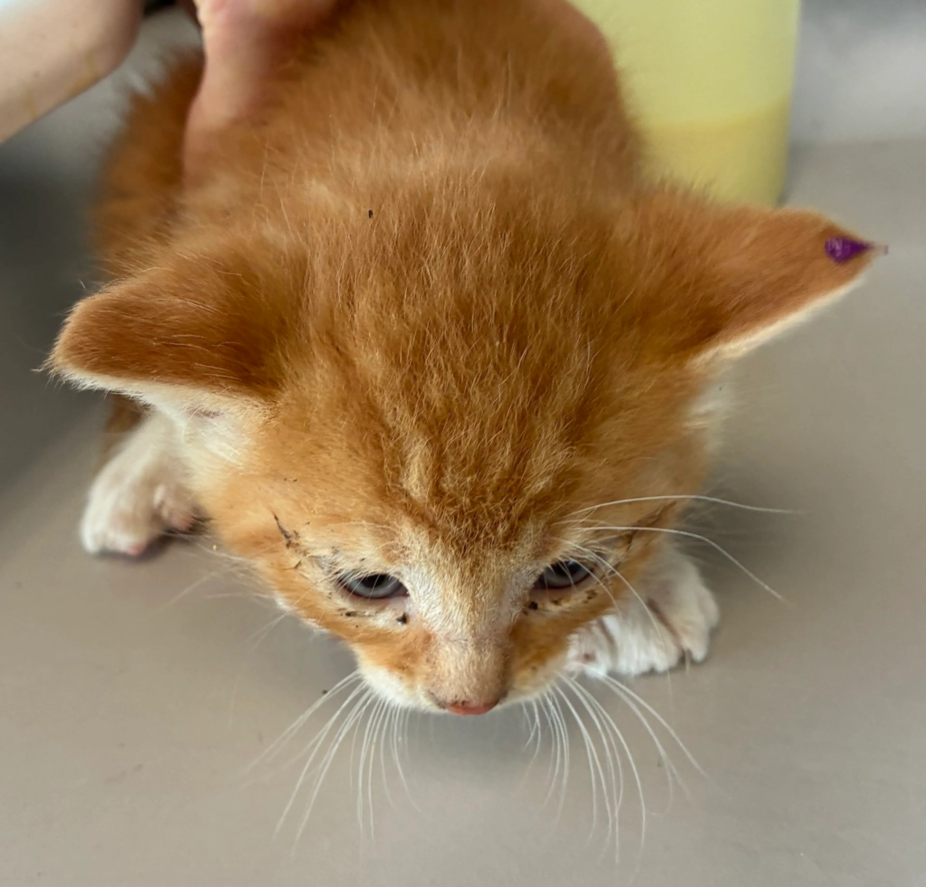 Found pet