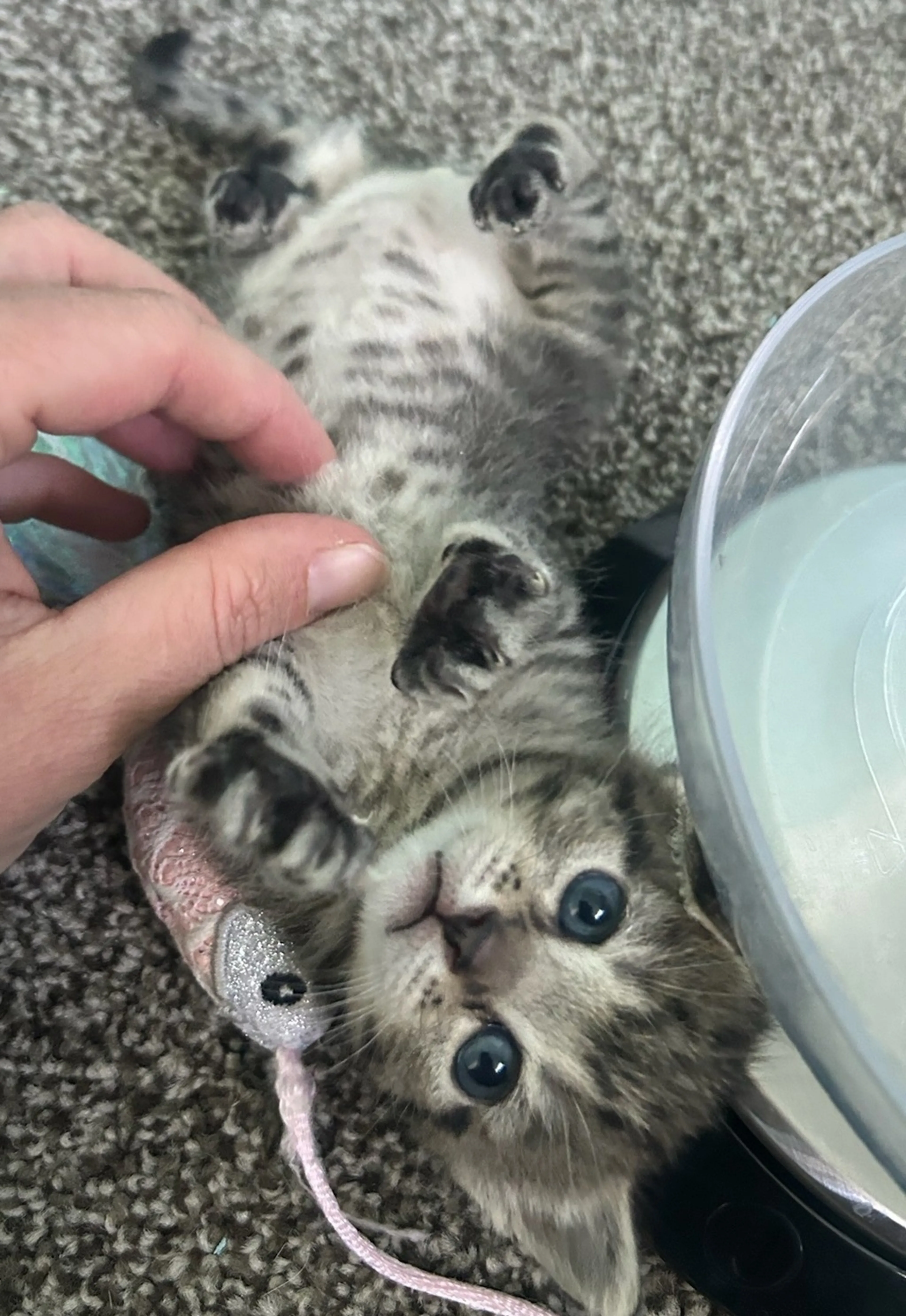 Found pet