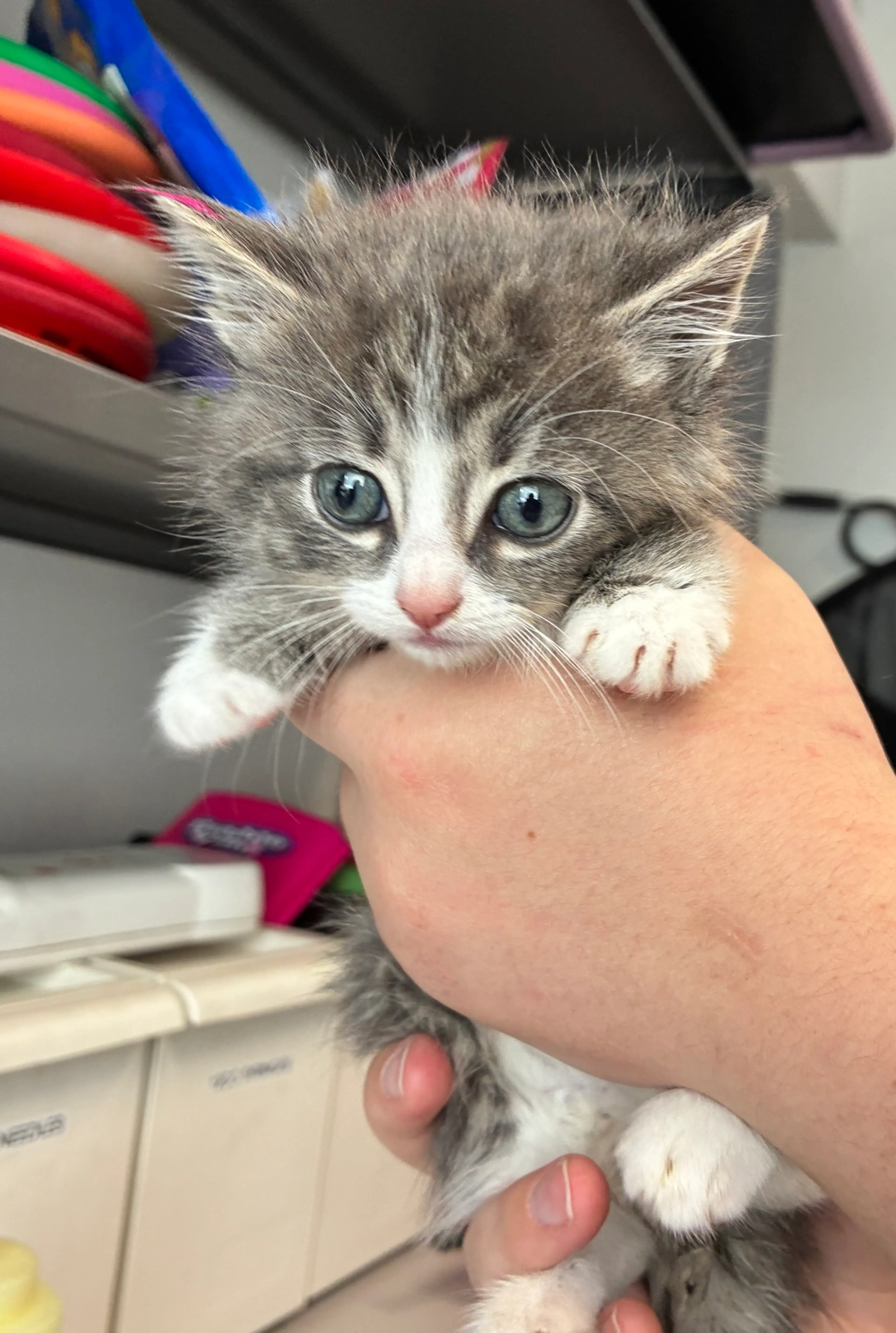 Found pet