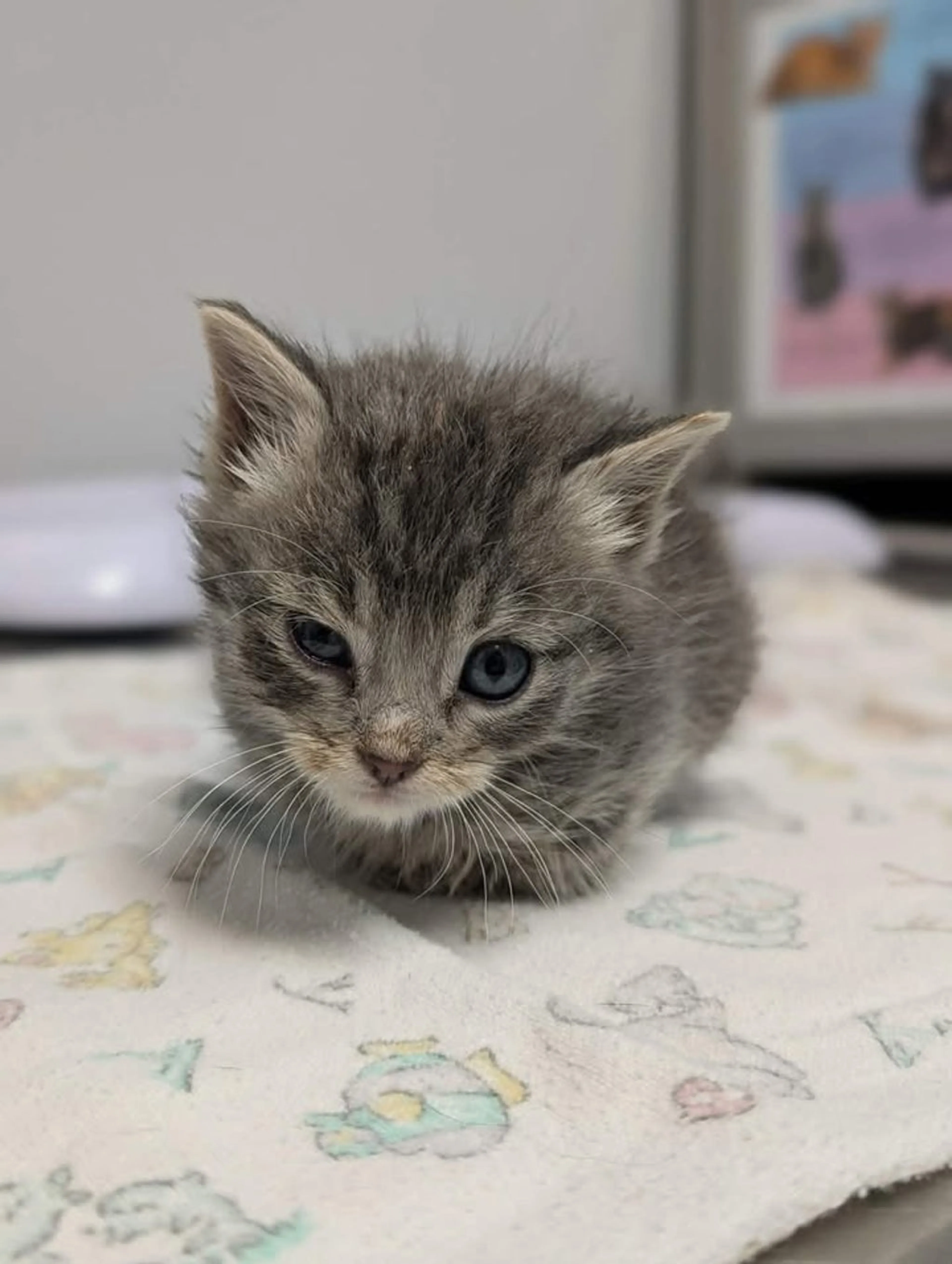 Found pet