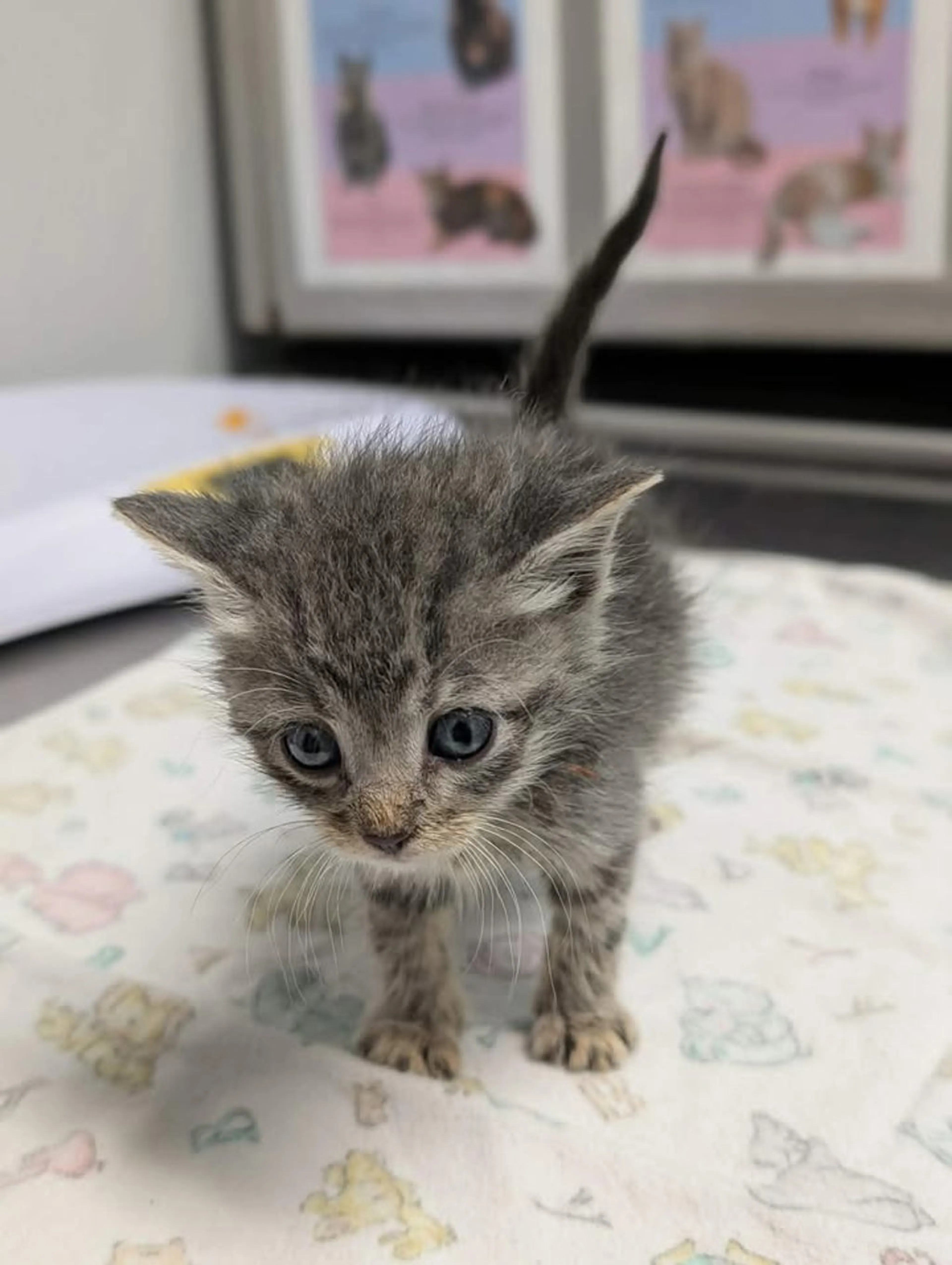 Found pet