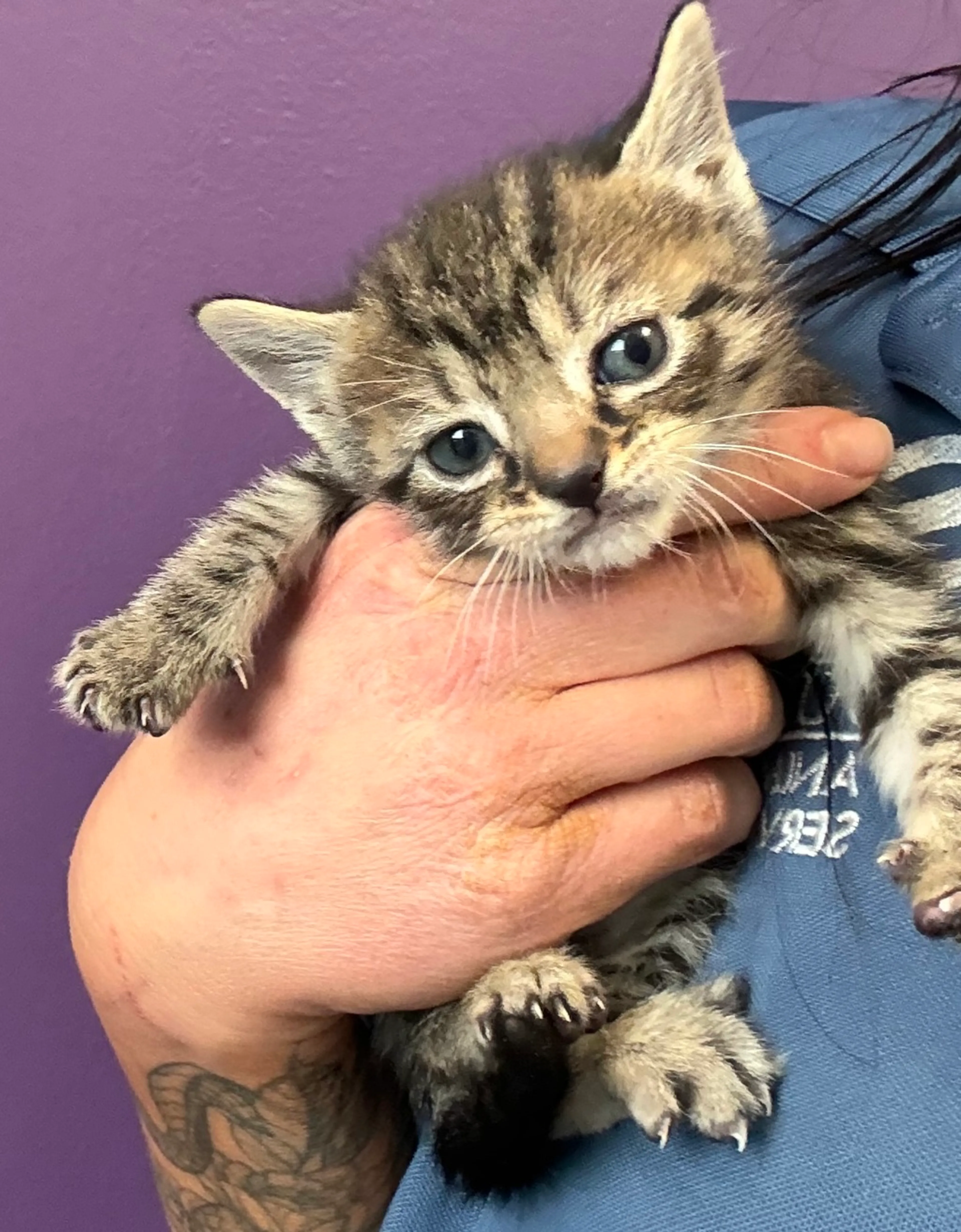 Found pet