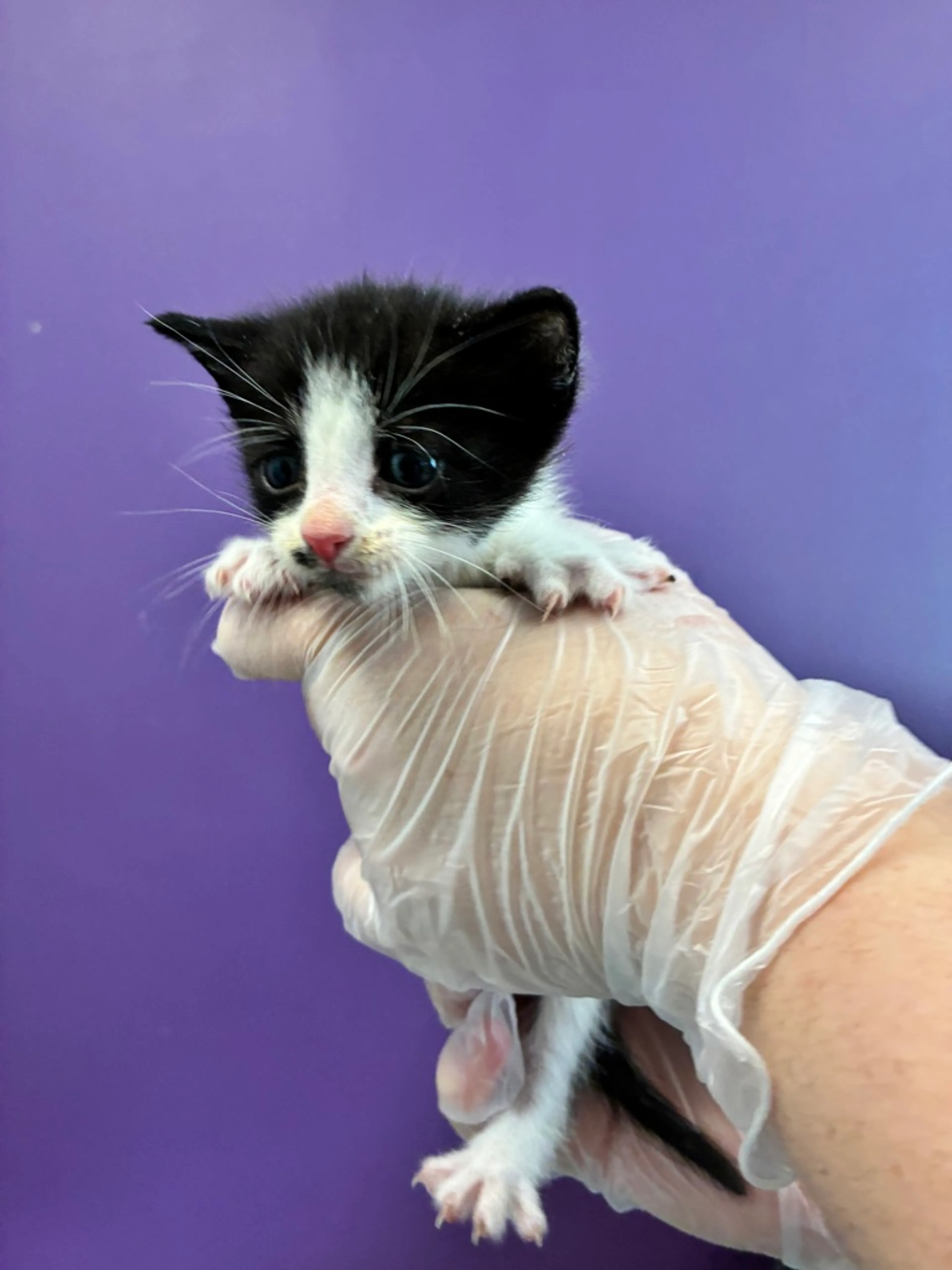 Found pet
