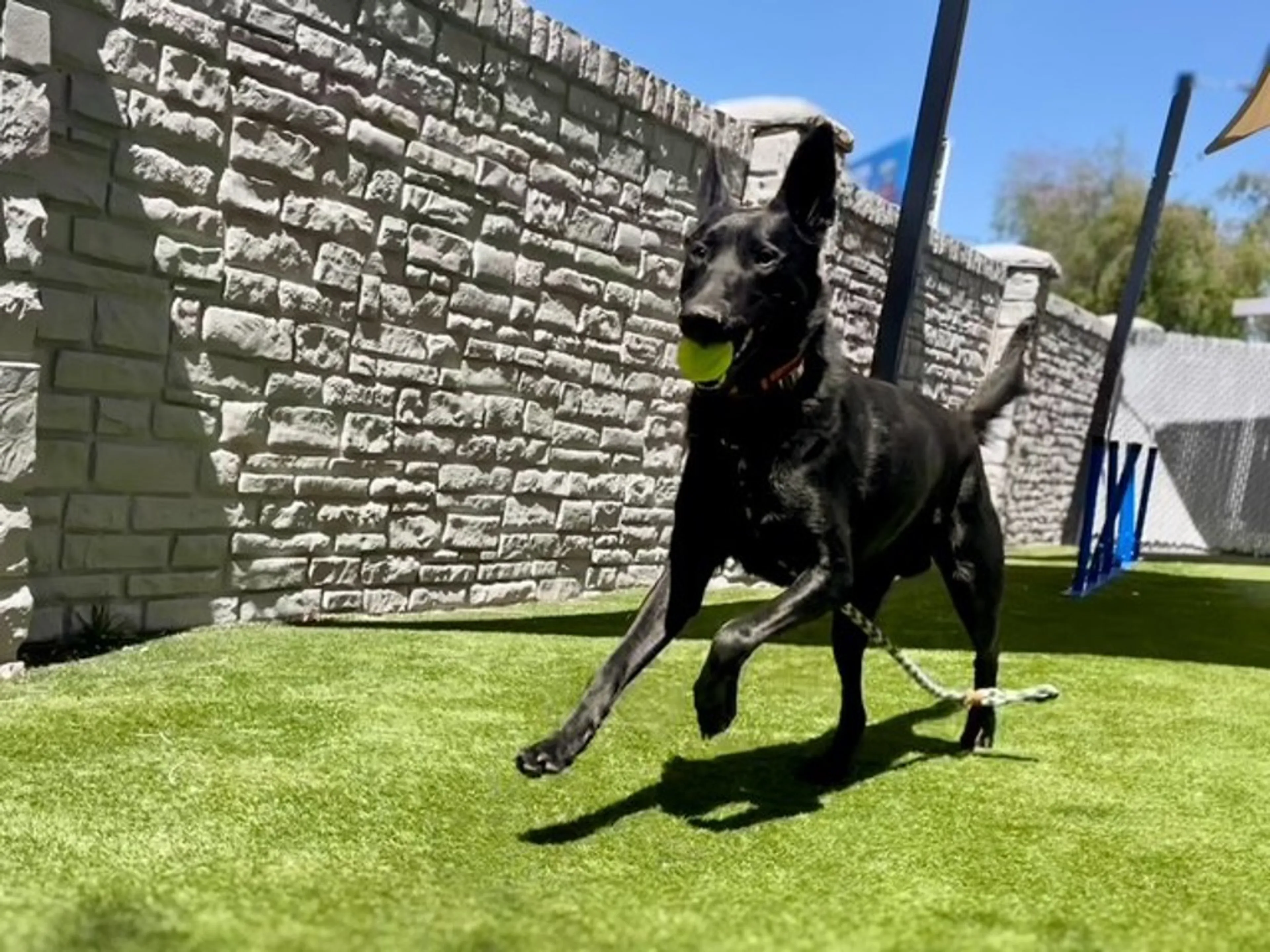 Found pet-5