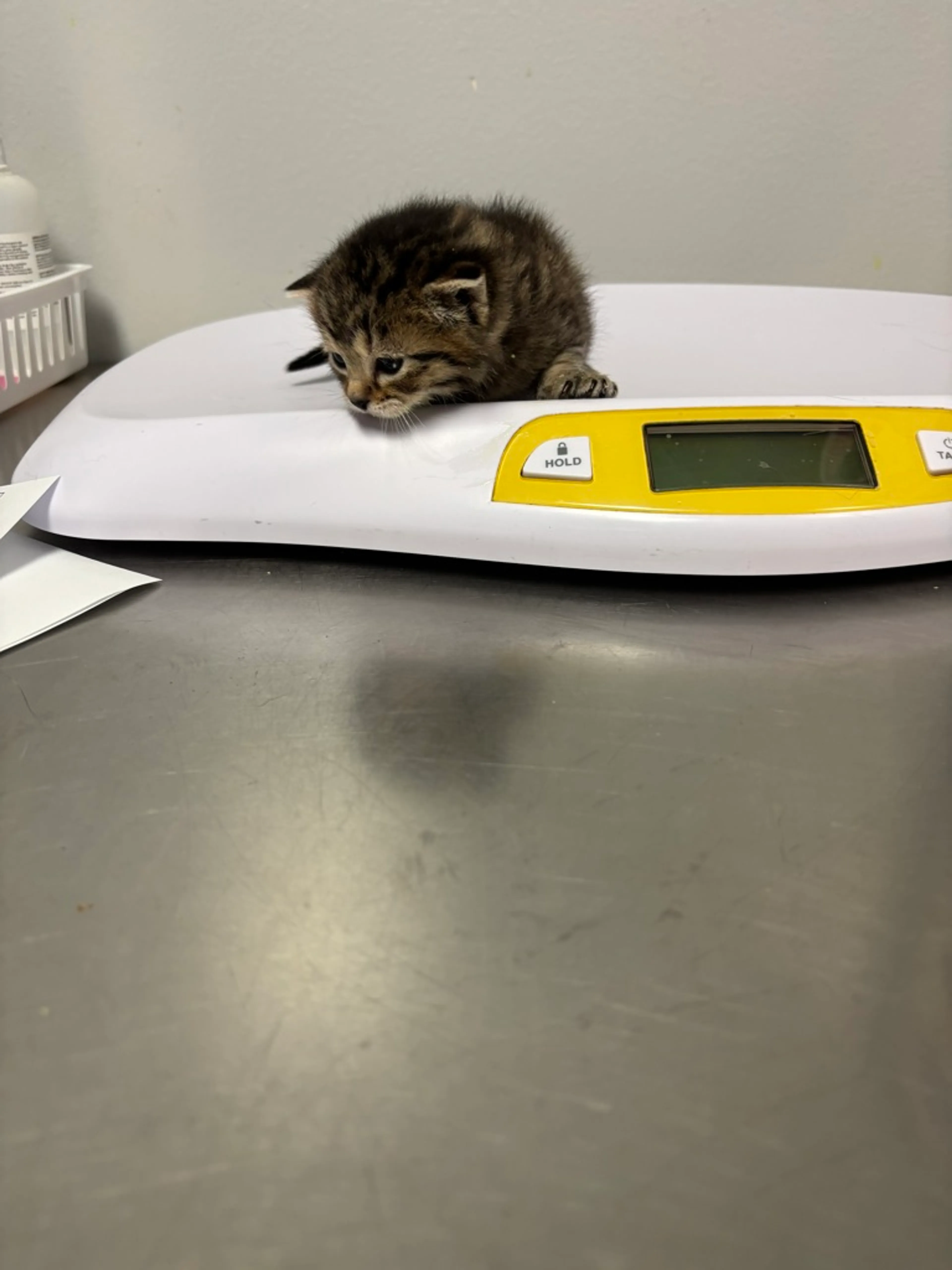 Found pet