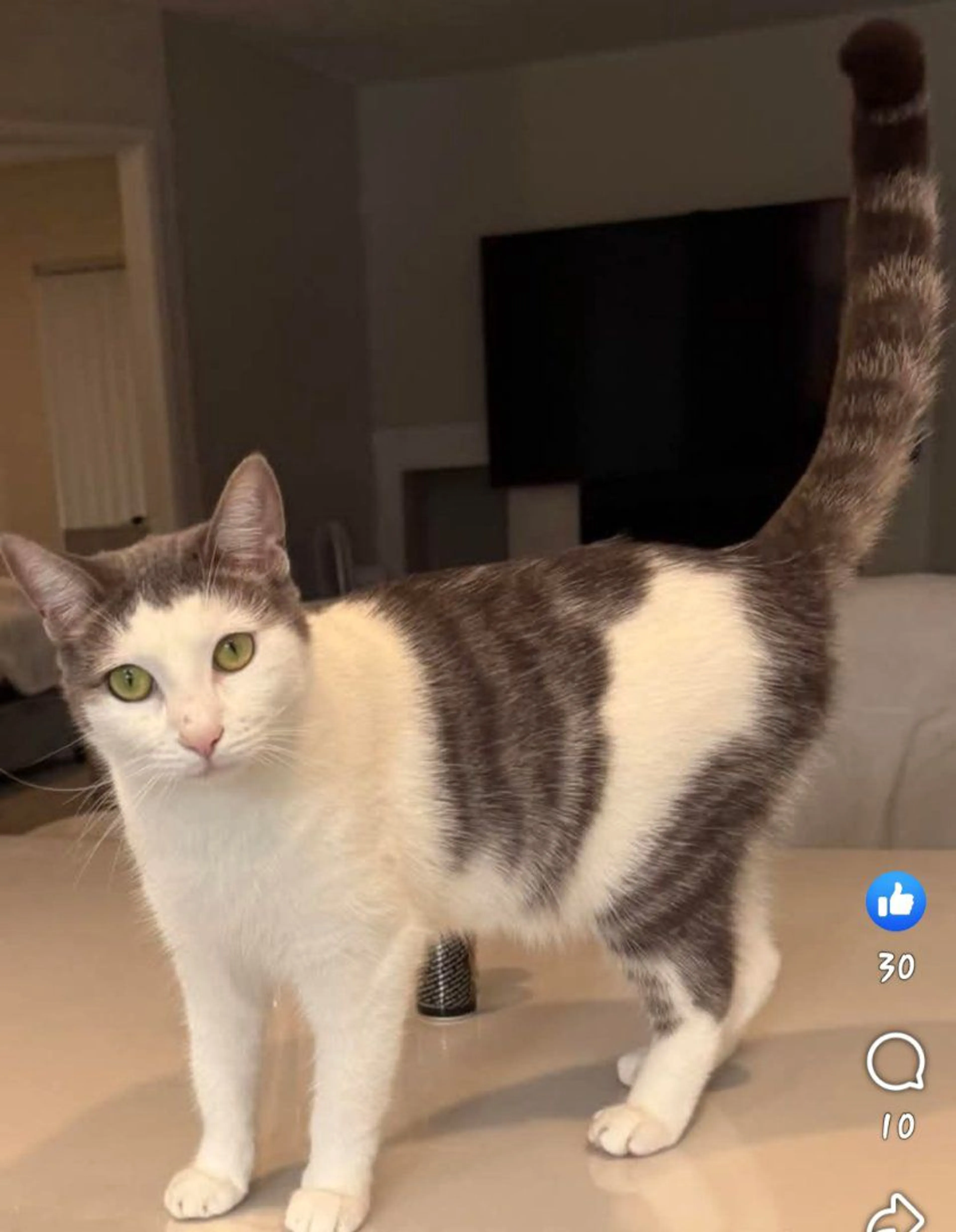 Lost pet