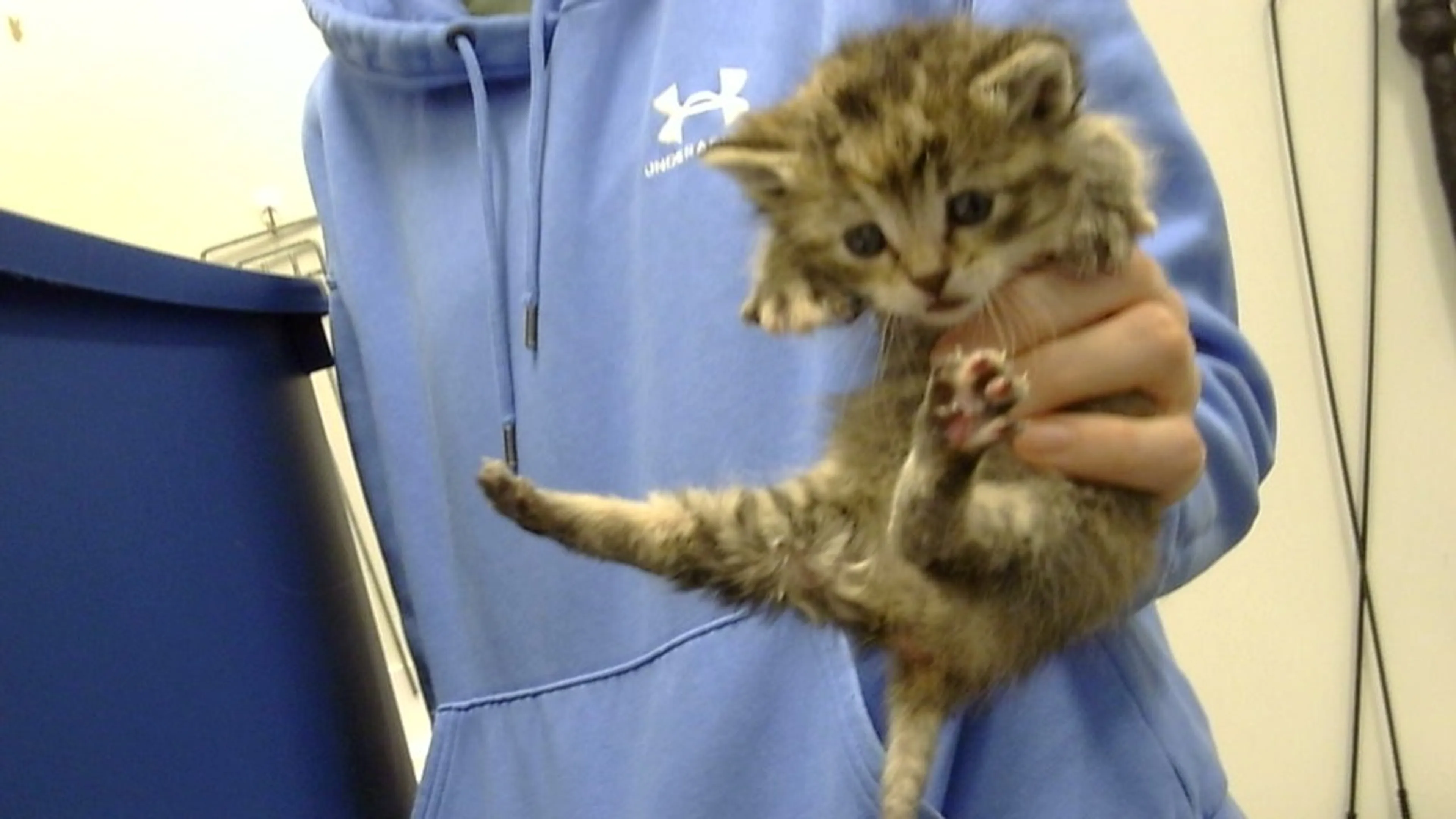 Found pet