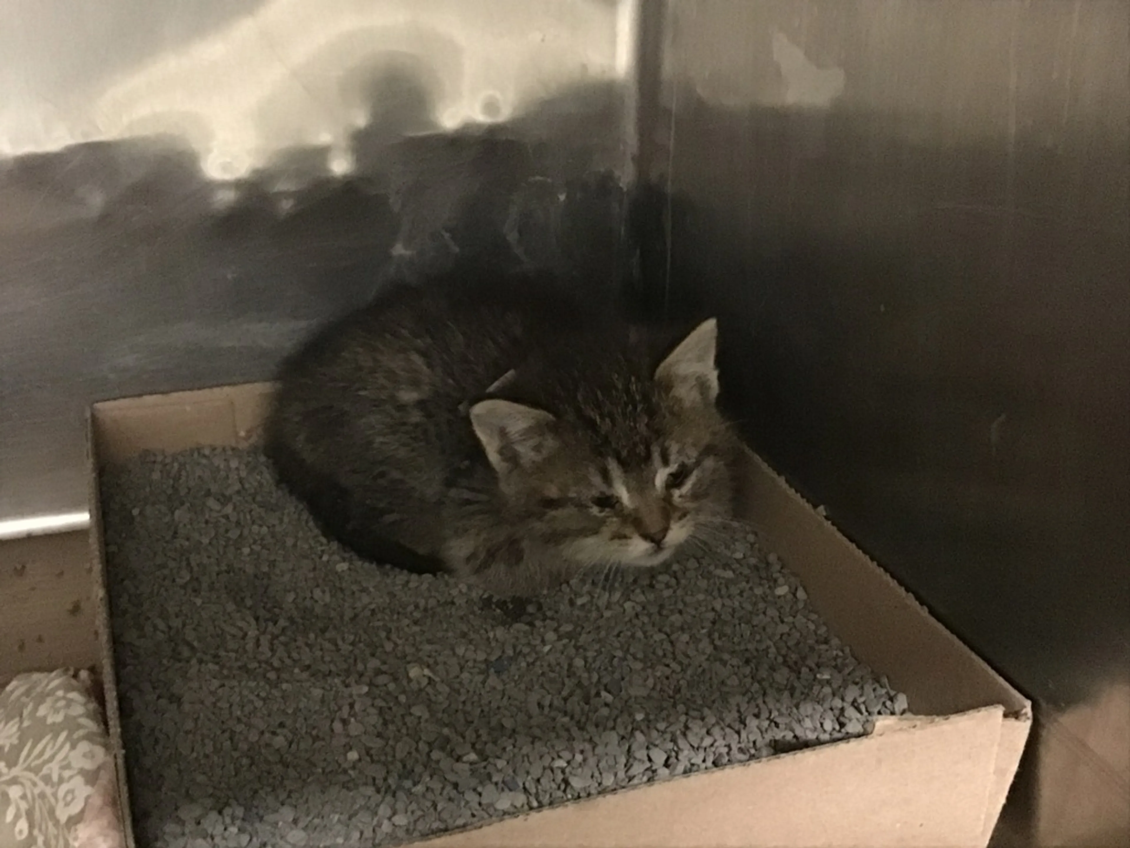 Found pet