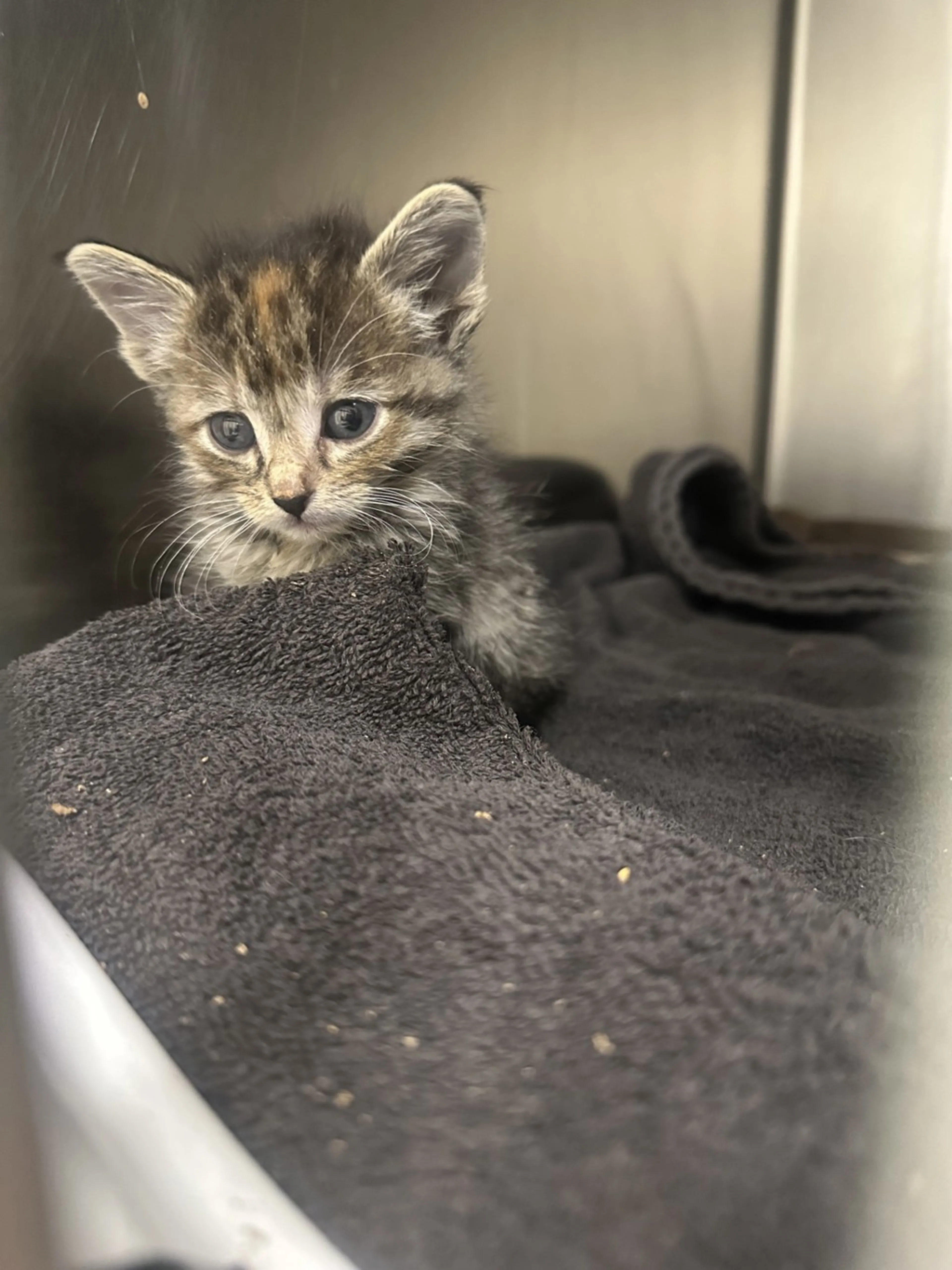 Found pet