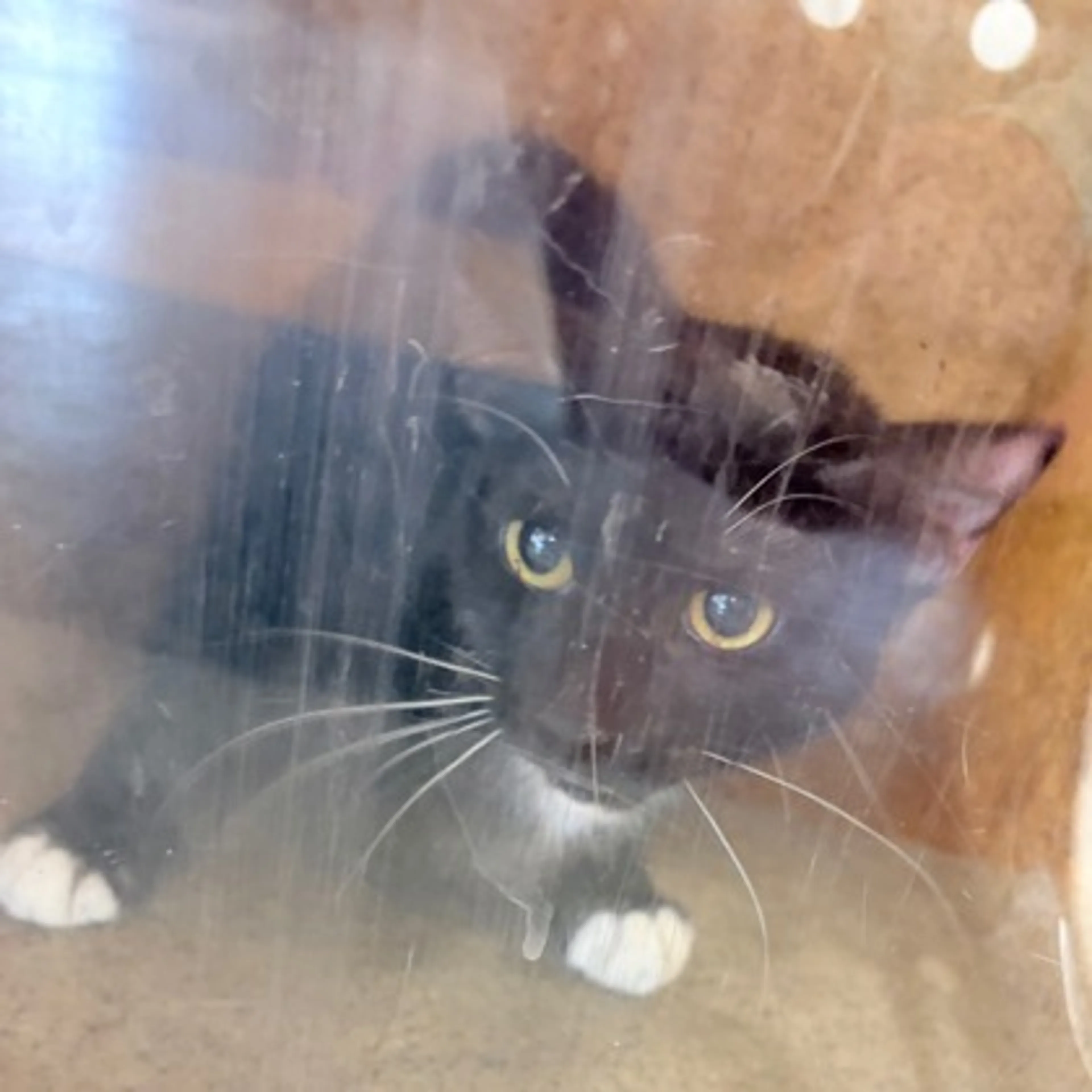 Found pet