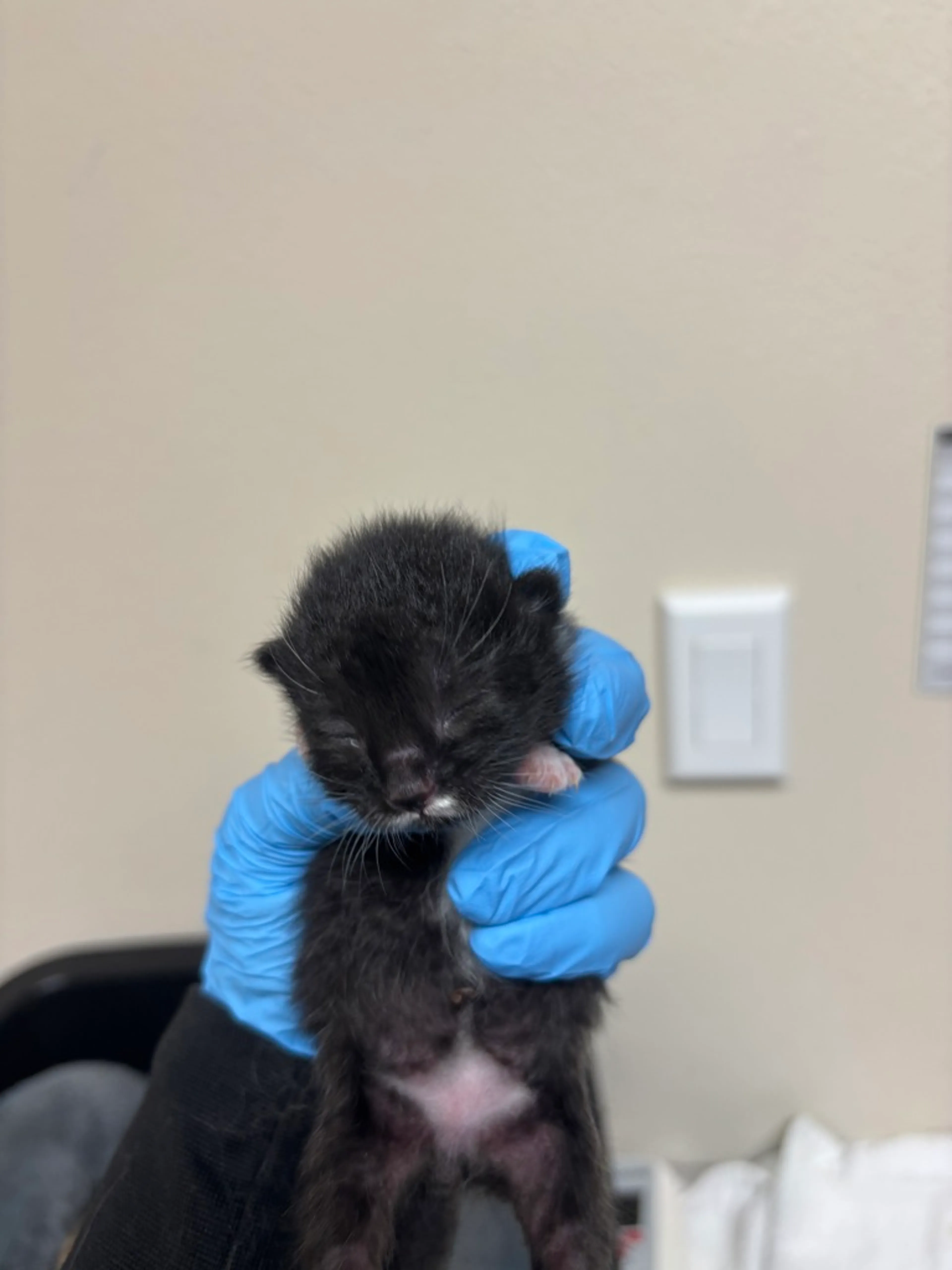 Found pet