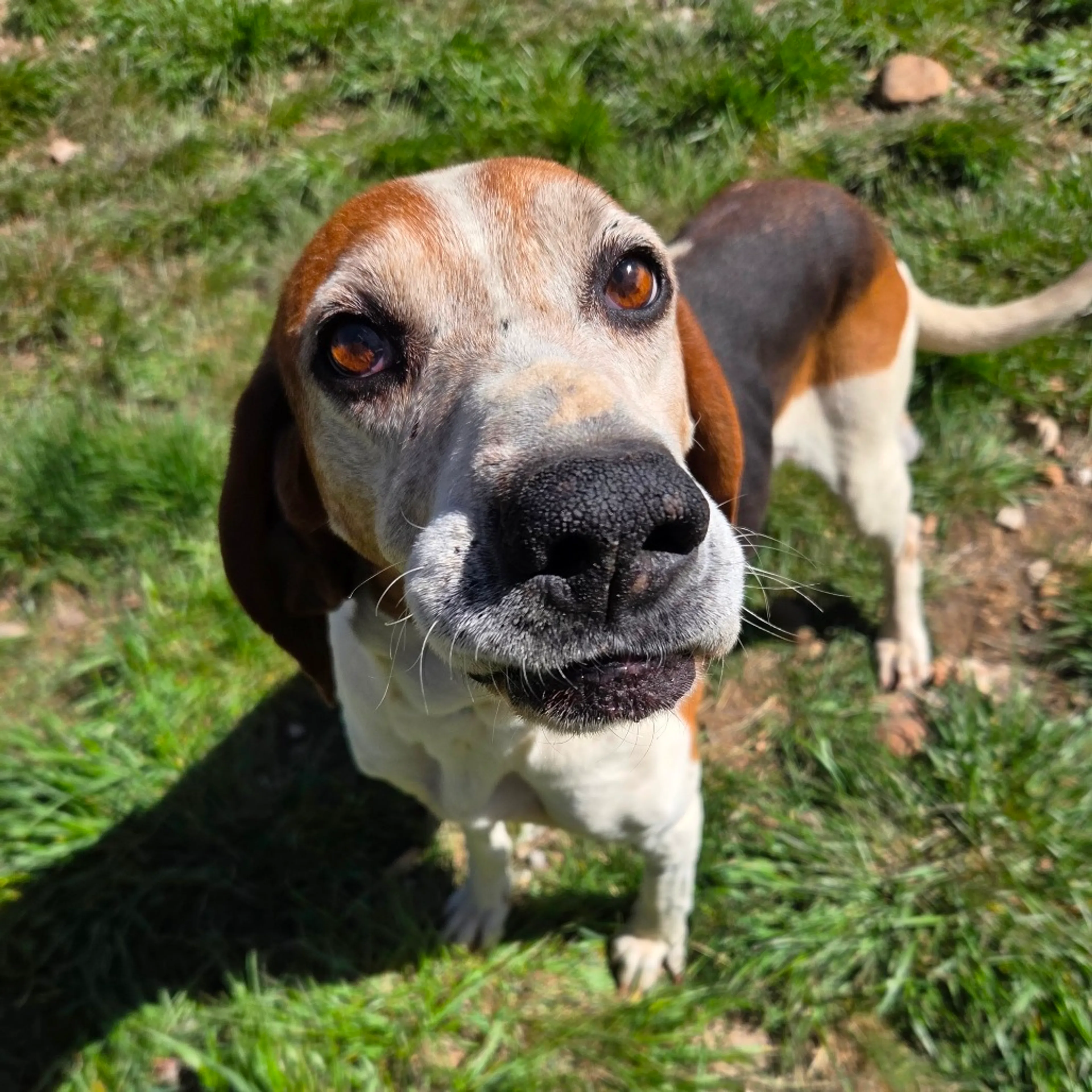 Found pet-5